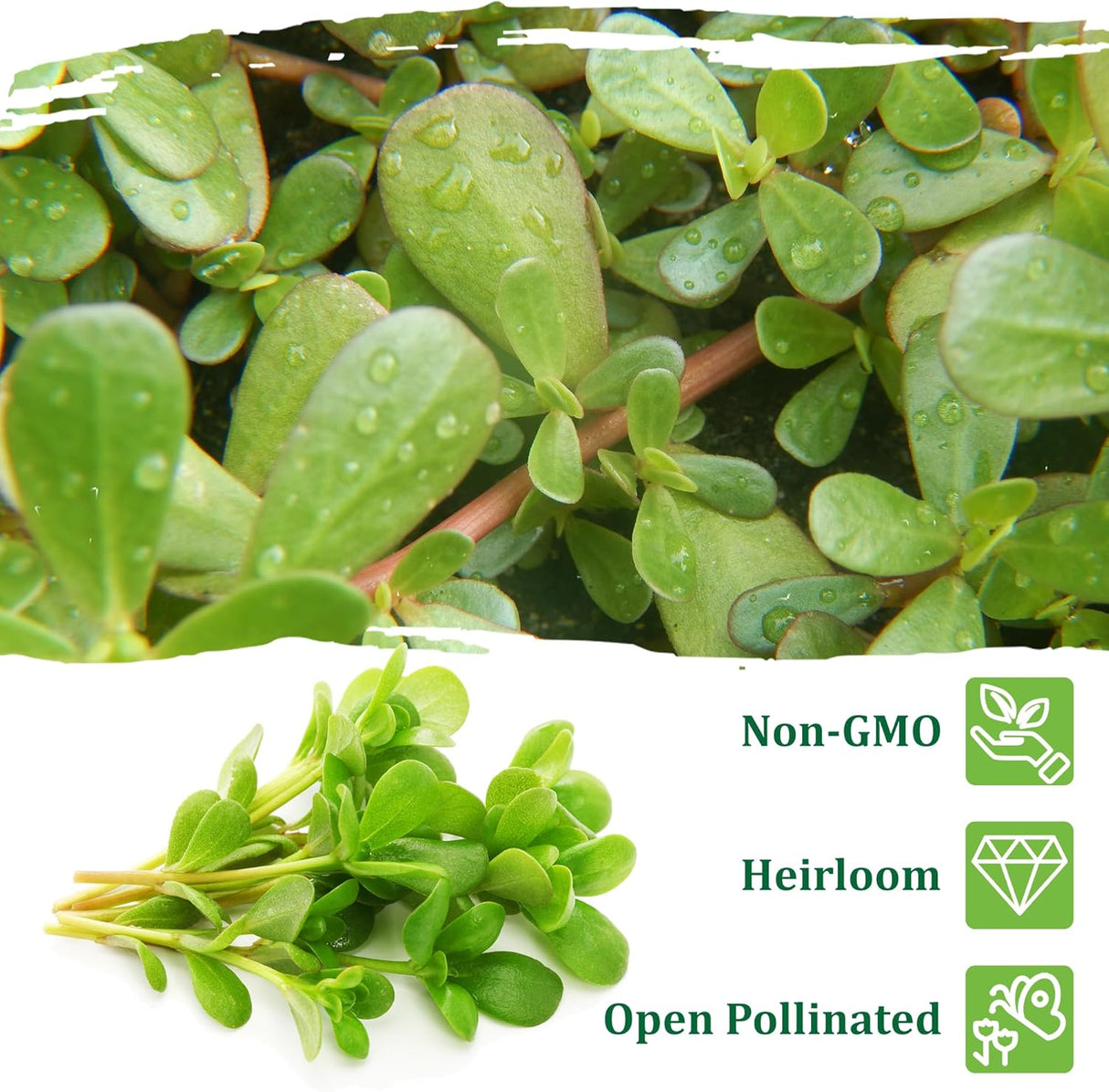 Semillas de Purslane - TKE Farms, 2000+ Semillas No GMO