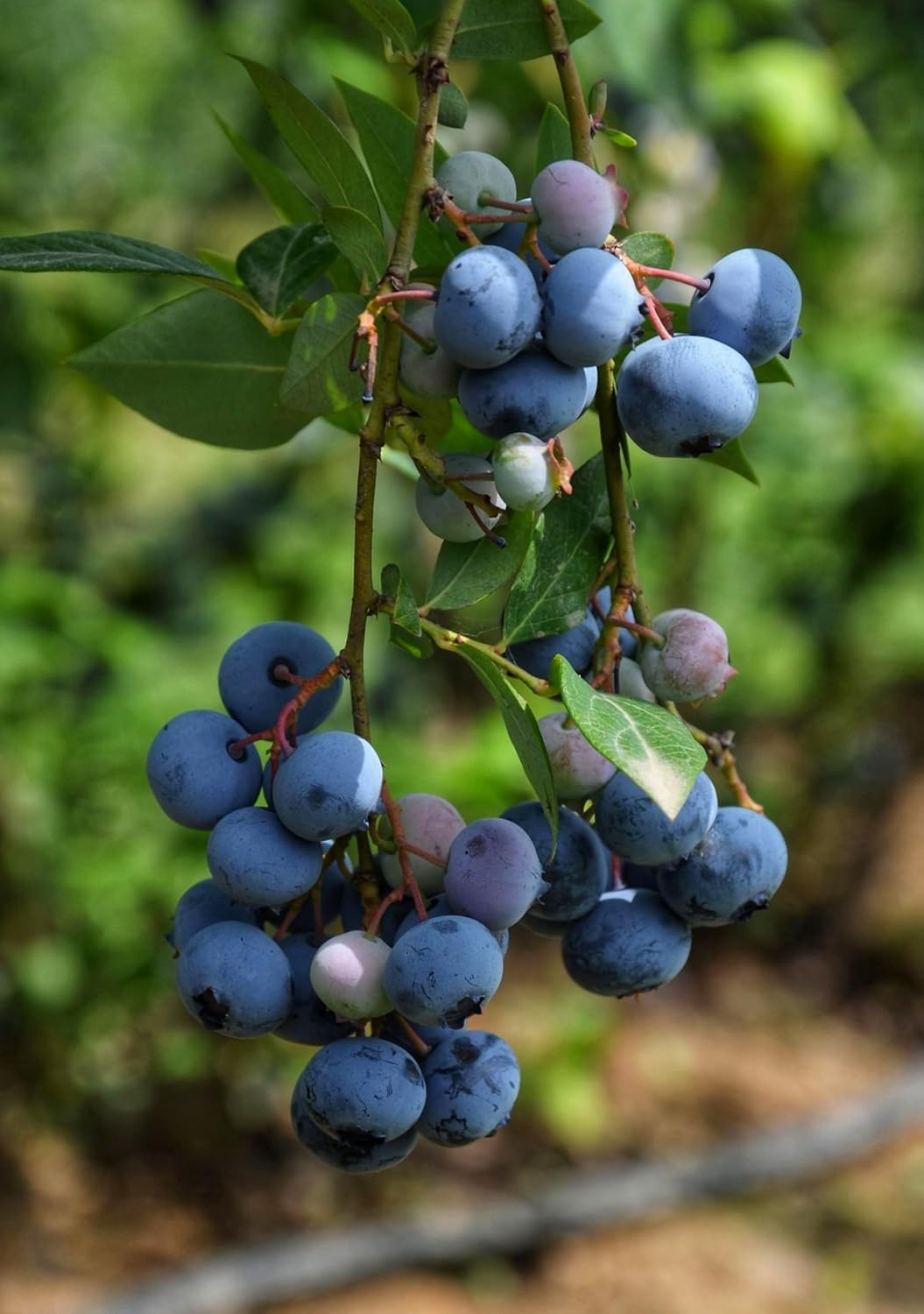 Semillas de Arándano 2g - Berry Fresh - Heirloom No-GMO