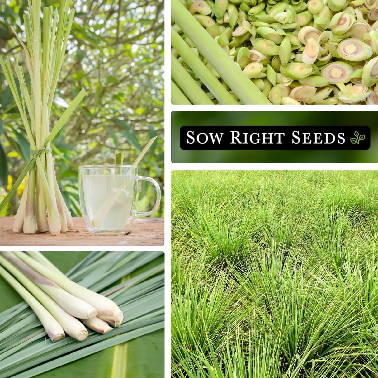 Semillas de Lemongrass - Sow Right Seeds - No GMO, Heirloom