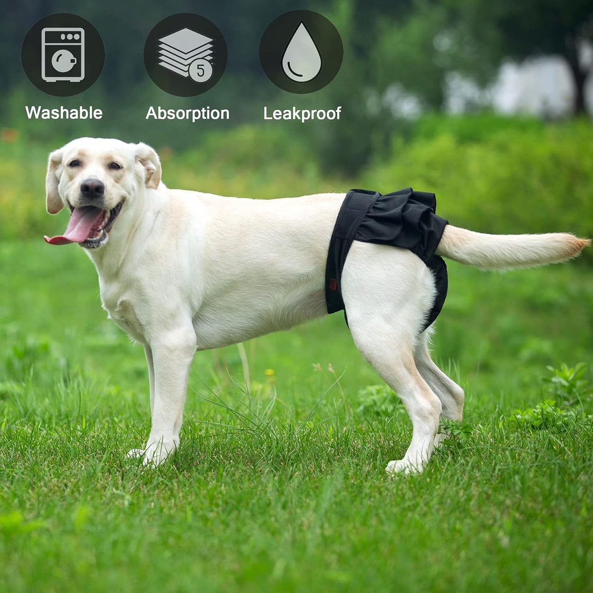 Pañales lavables para perras, paquete de 3