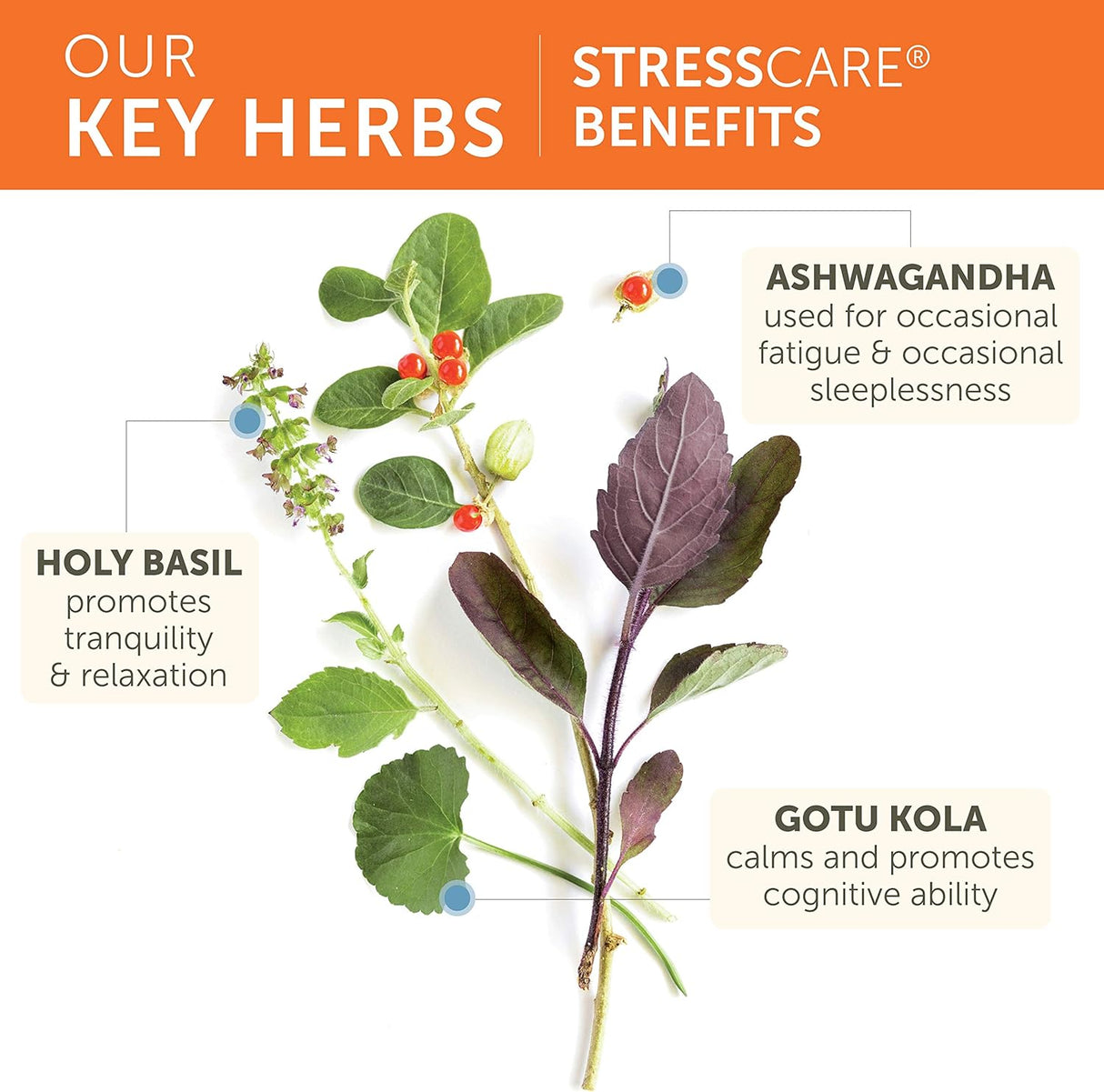 Suplemento Herbario para Estrés y Energía, Vegano, 240 cápsulas