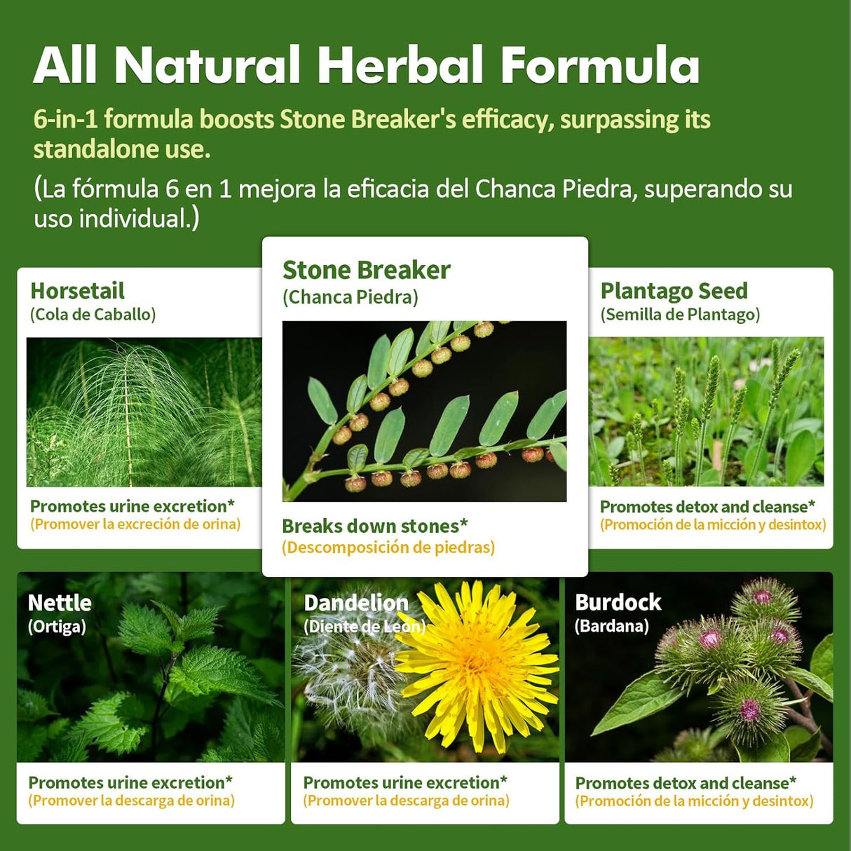 Suplemento de Chanca Piedra y Cola de Caballo para Riñones