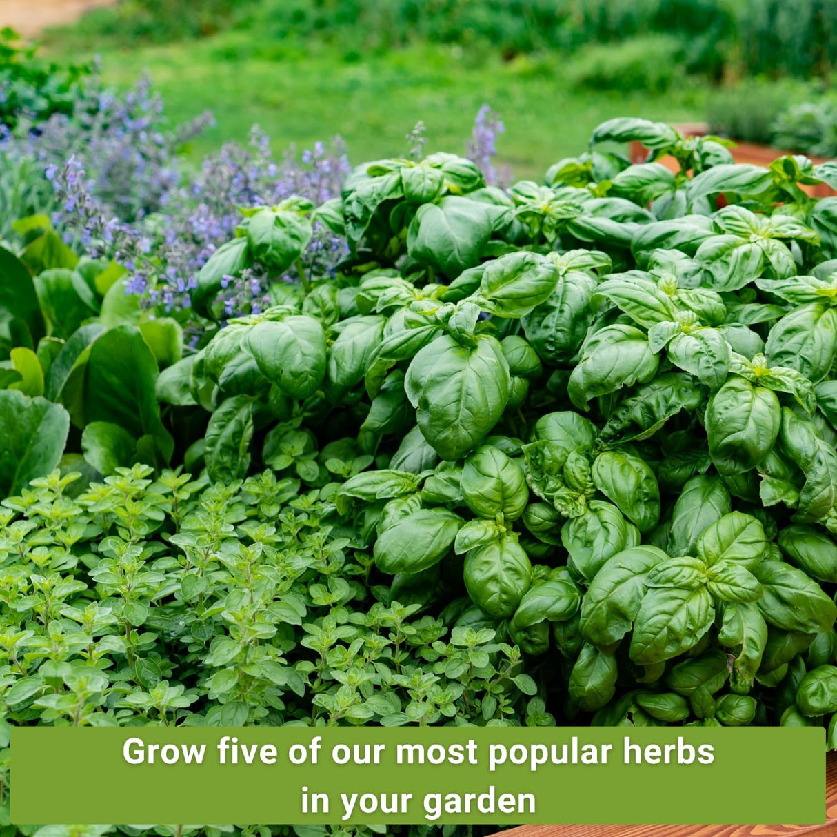 Colección de Semillas de Hierbas - Sow Right Seeds - 5 Paquetes