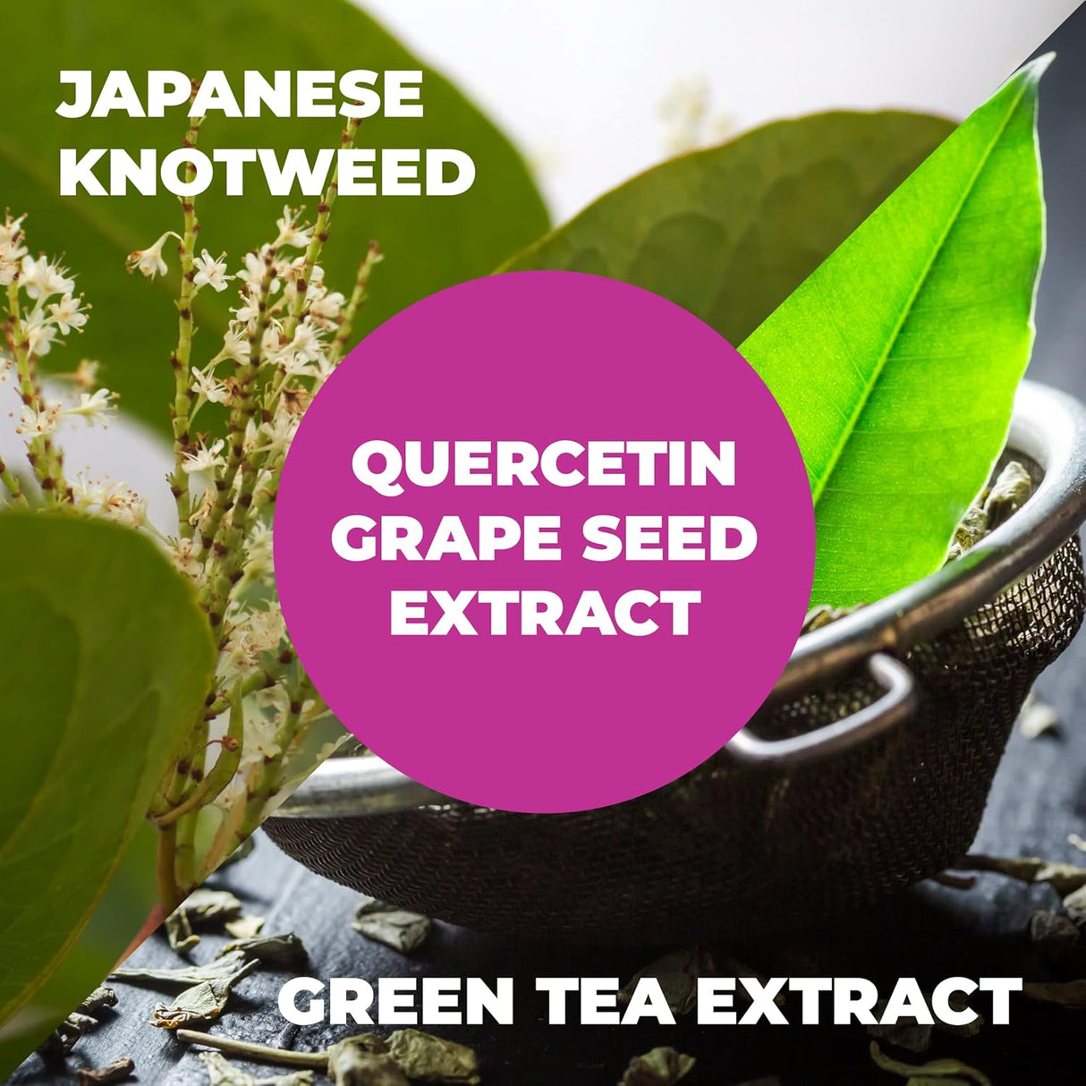 Suplemento Knotweed japonesas de resveratrol con 1000 mg