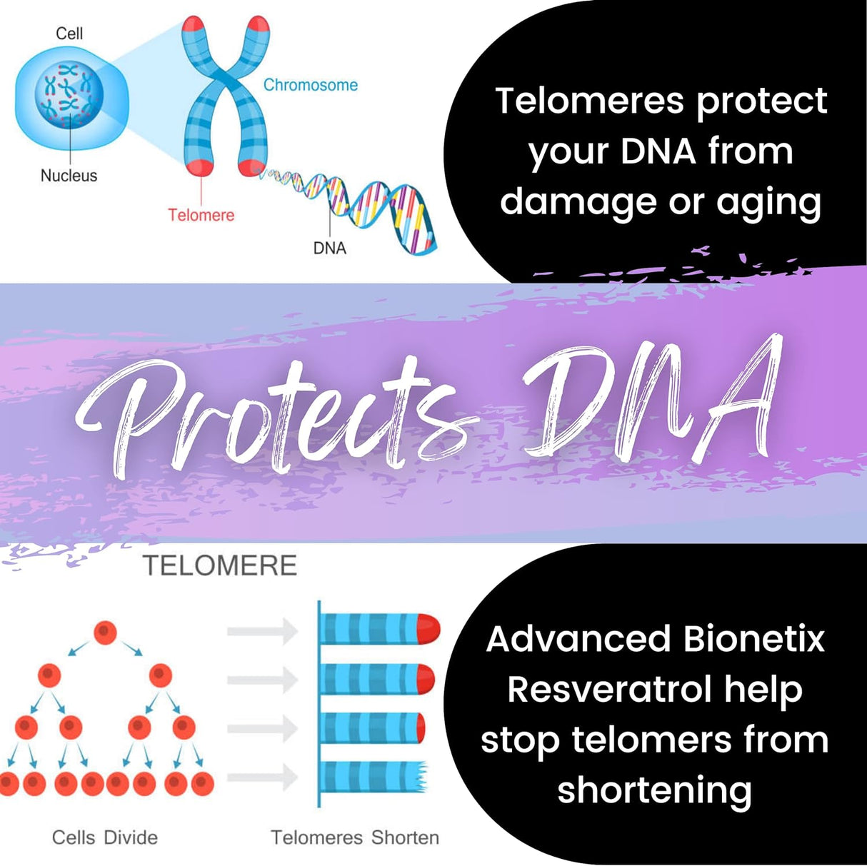 Suplemento de resveratrol trans micronizado antioxidante