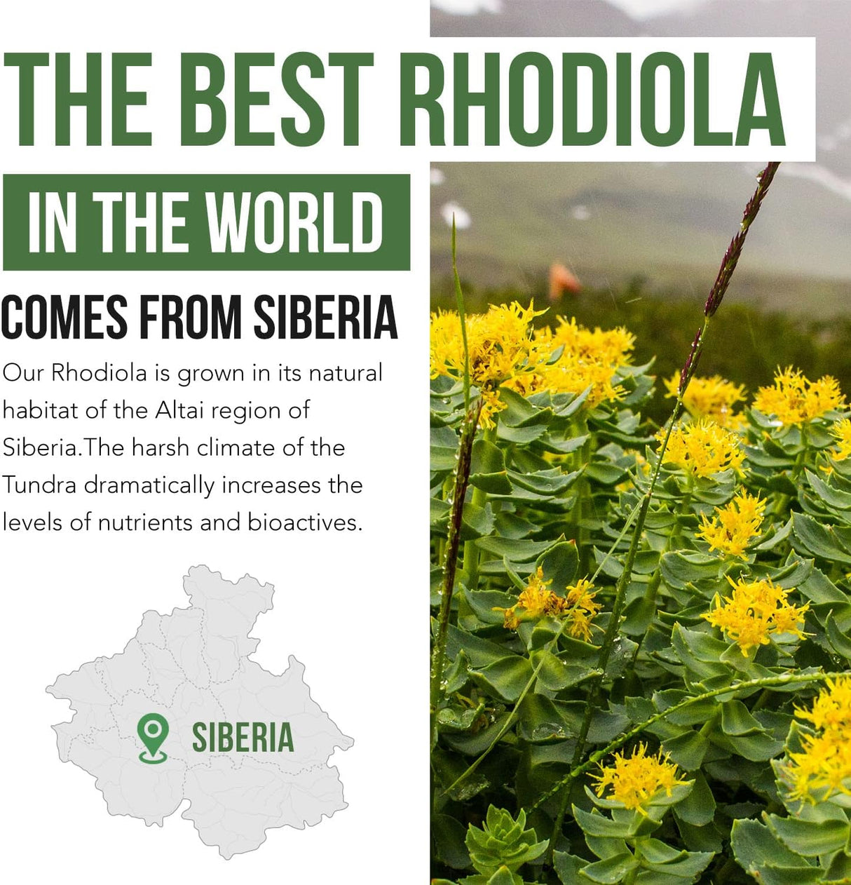 Suplemento Rhodiola siberiana rosa de máxima fuerza 60 un