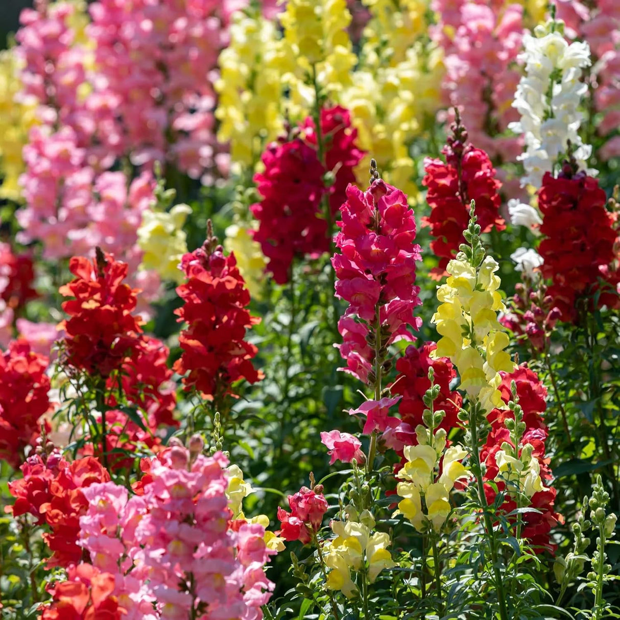 5000+ Semillas de Flores Snapdragon, No GMO, Regalos de Jardín