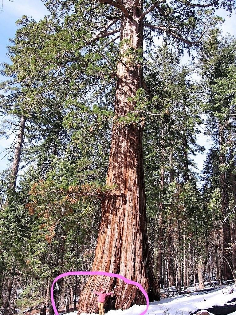 40 Semillas de Secuoya Gigante, Sequoiadendron Giganteum