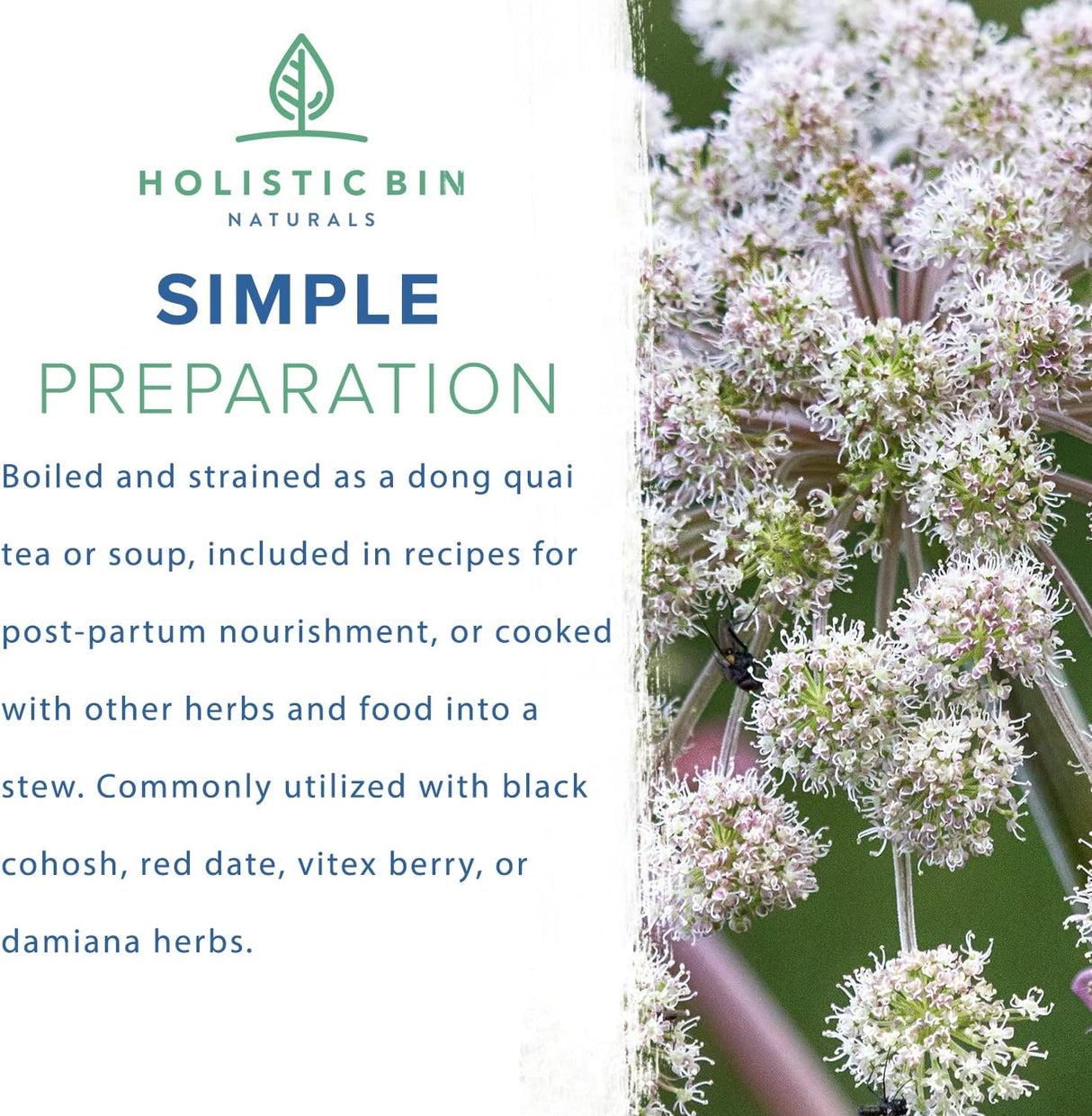 Suplemento Extracto en polvo de raíz de Dong Quai