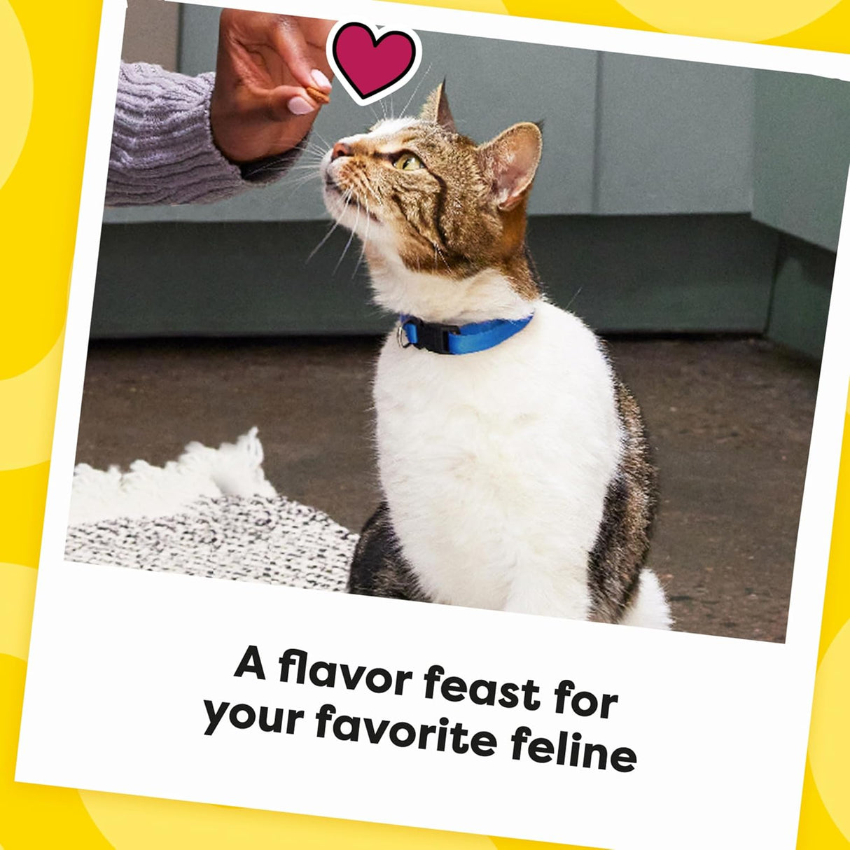 Golosinas crujientes y suaves para gatos sabor al aire libre