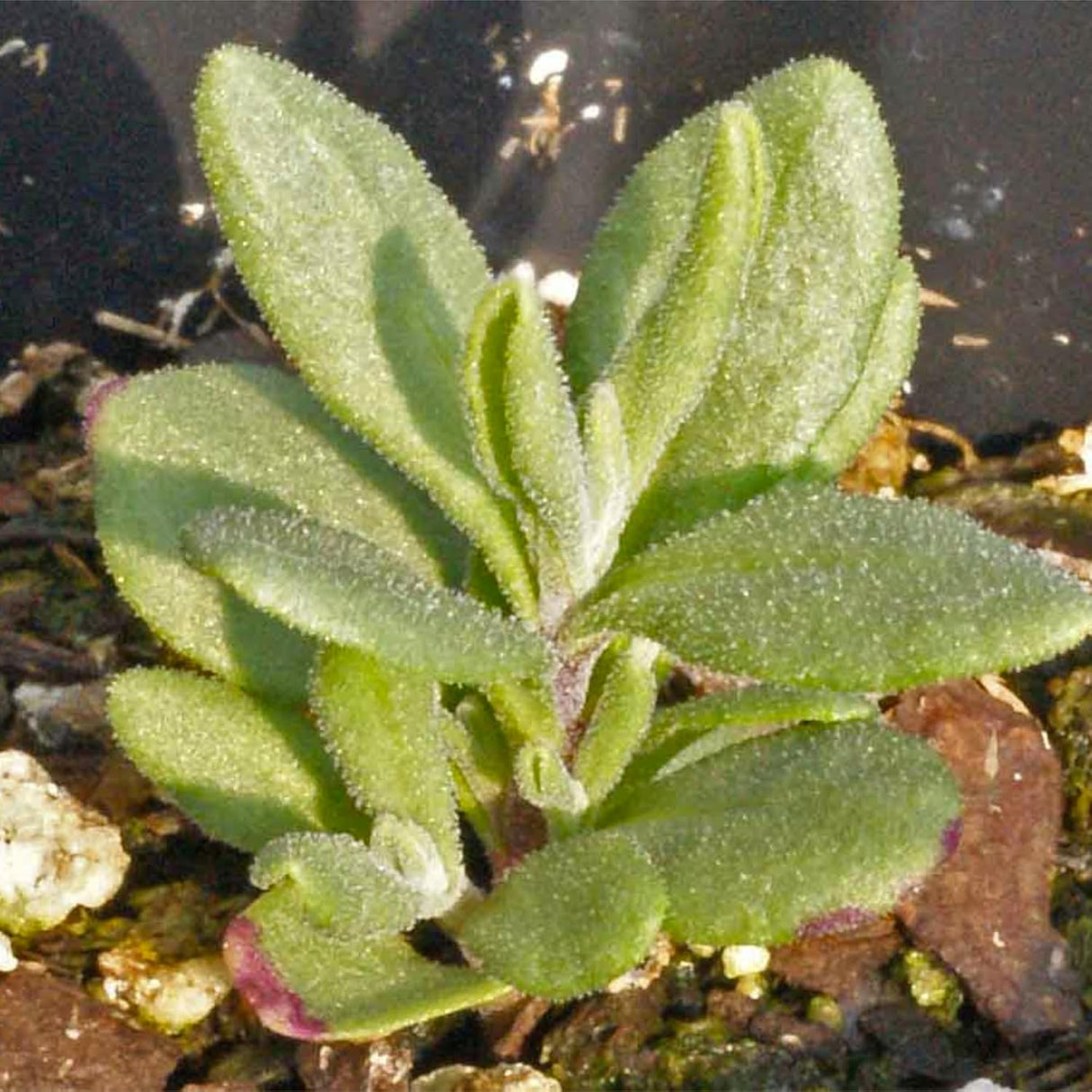 Colección de Semillas de Lavanda , 4 Variedades Heirloom