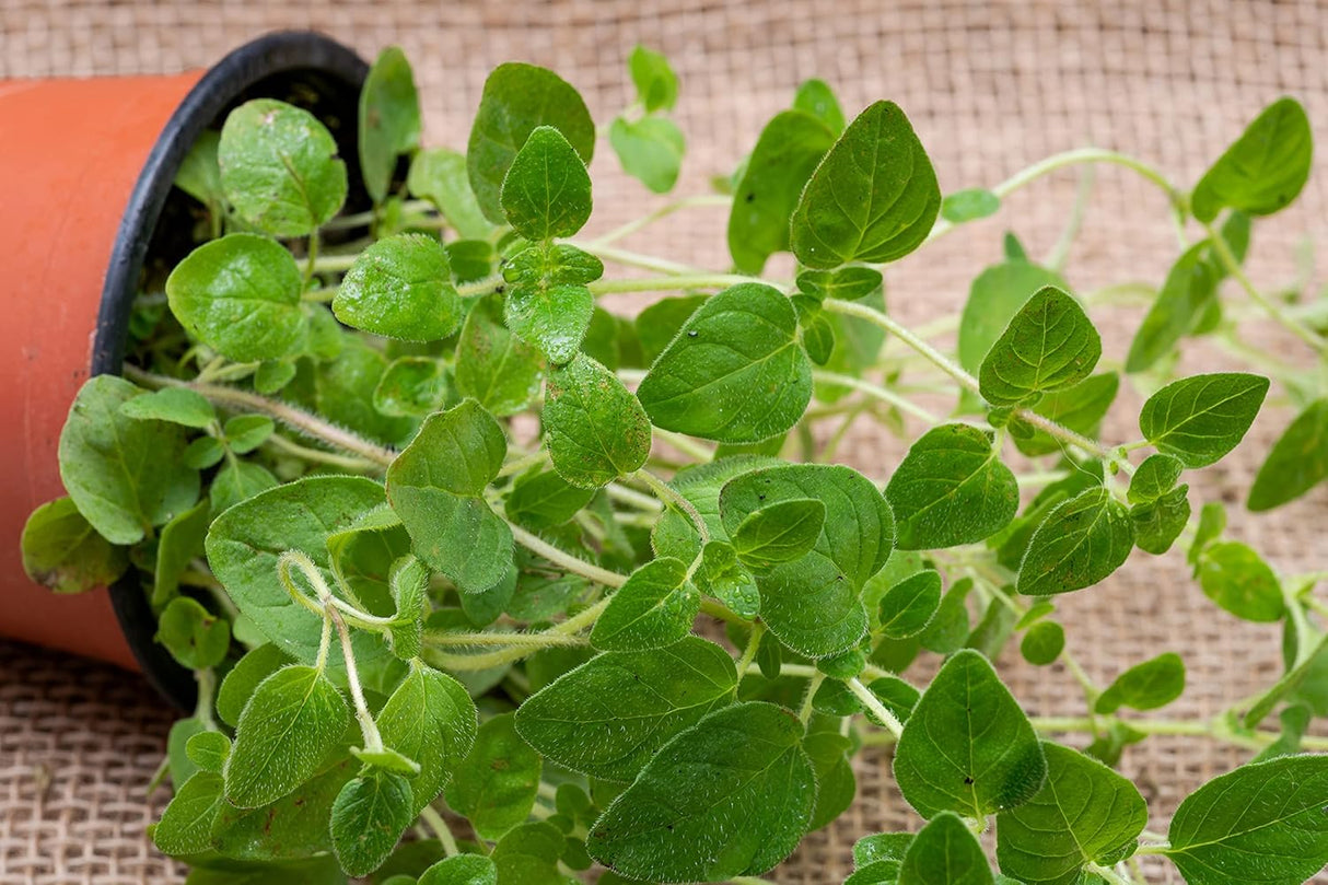Semillas de Orégano Griego, Heirloom, No GMO, Origanum vulgare