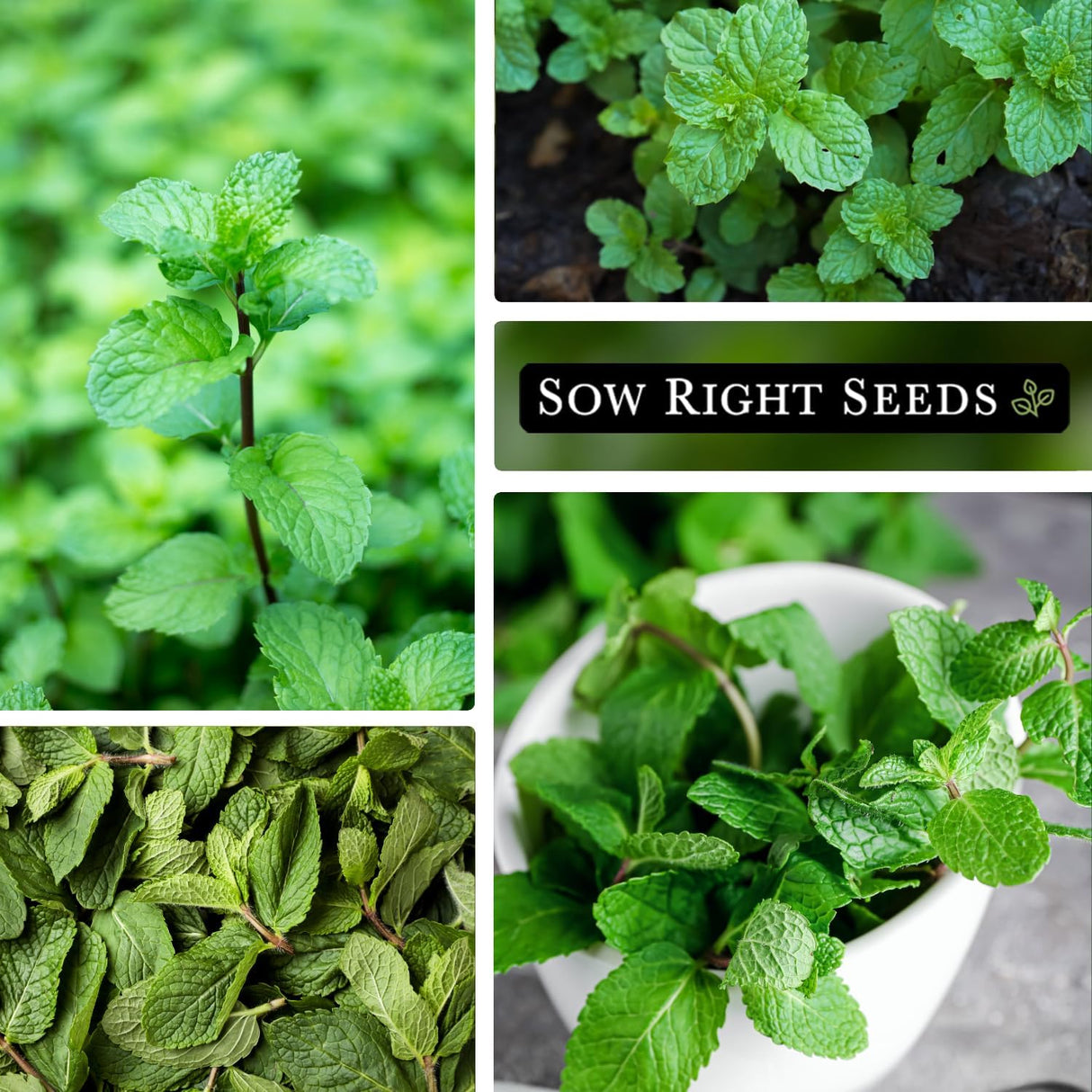 Semillas de Menta - Sow Right Seeds - No-GMO y Herencia - 1 paquete
