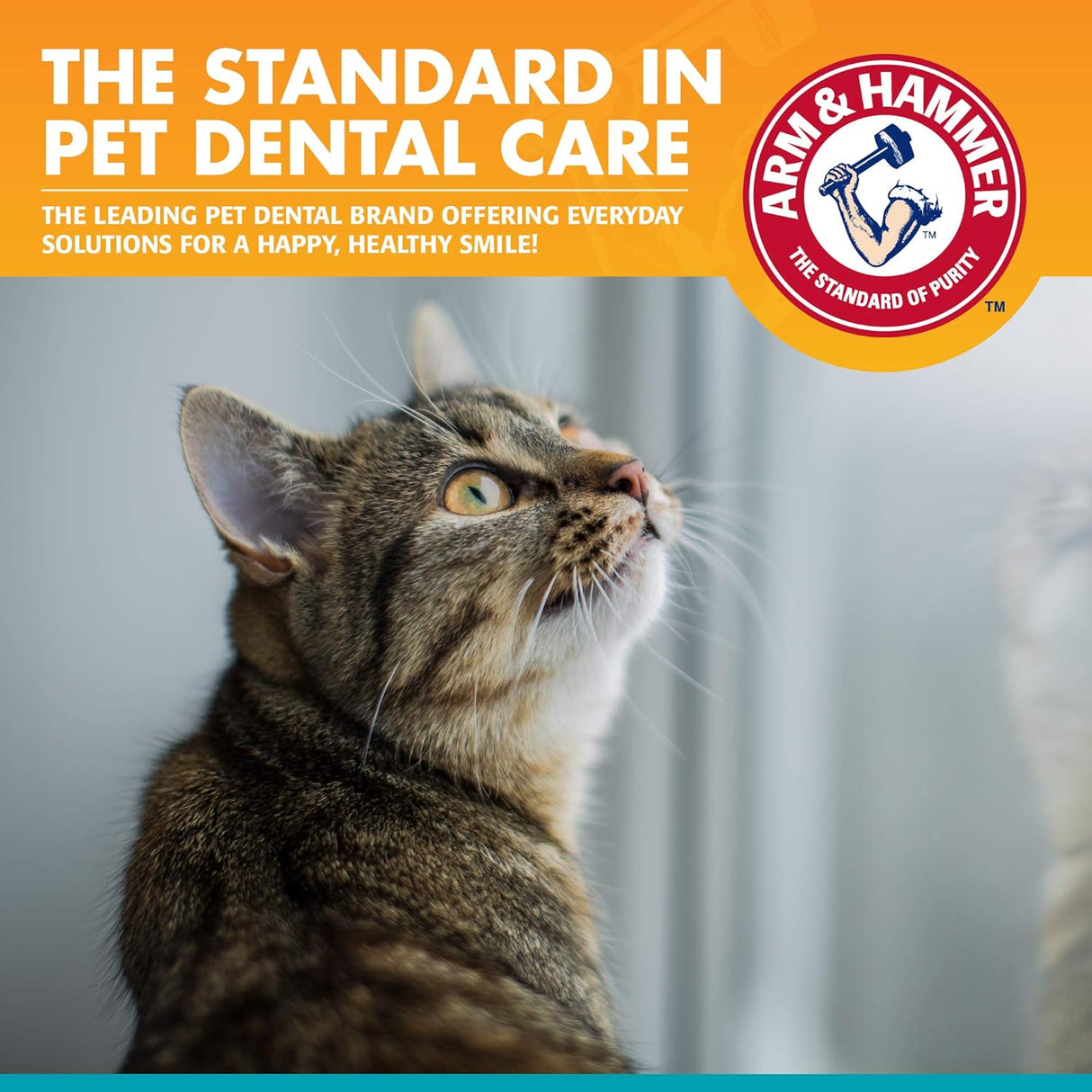 Kit dental para mascotas para gatos Elimina el mal aliento