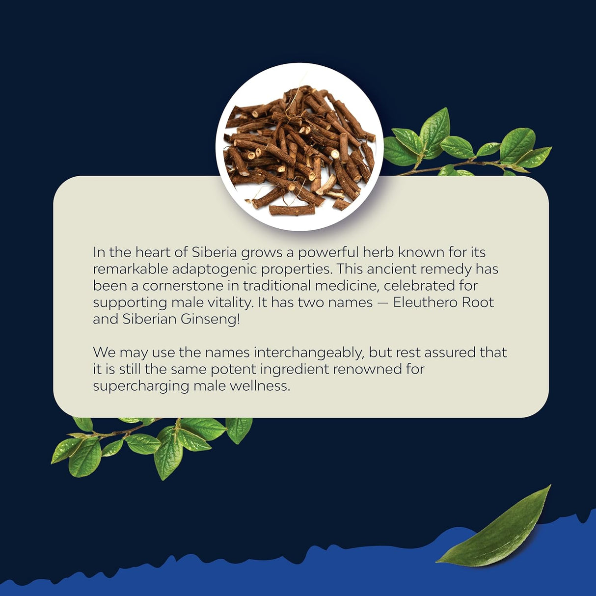 Suplemento Cápsulas de raíz de maca negra para hombres