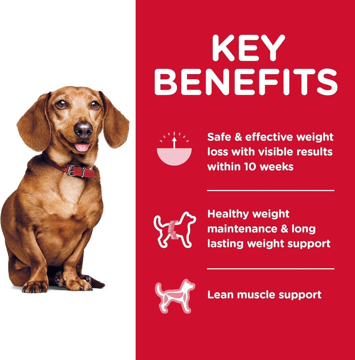 Alimento para Perros seco