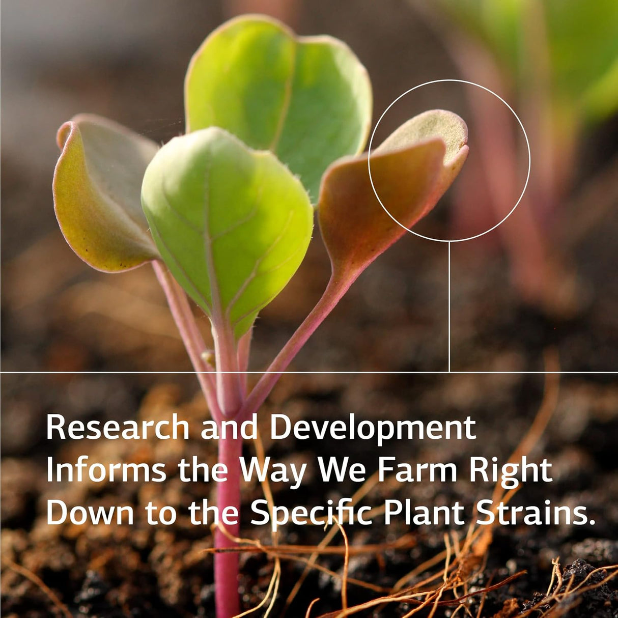 Suplementos de alimentos integrales y salud intestinal