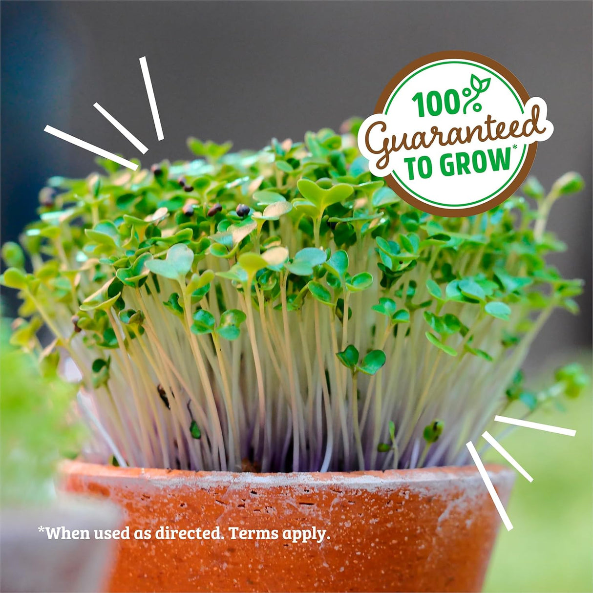 Semillas de Alfalfa 100% Orgánicas Back to the Roots 1 Libra