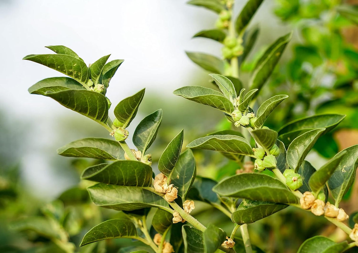 Polvo de Raíz de Ashwagandha, Food to Live, Orgánico, 3 lbs