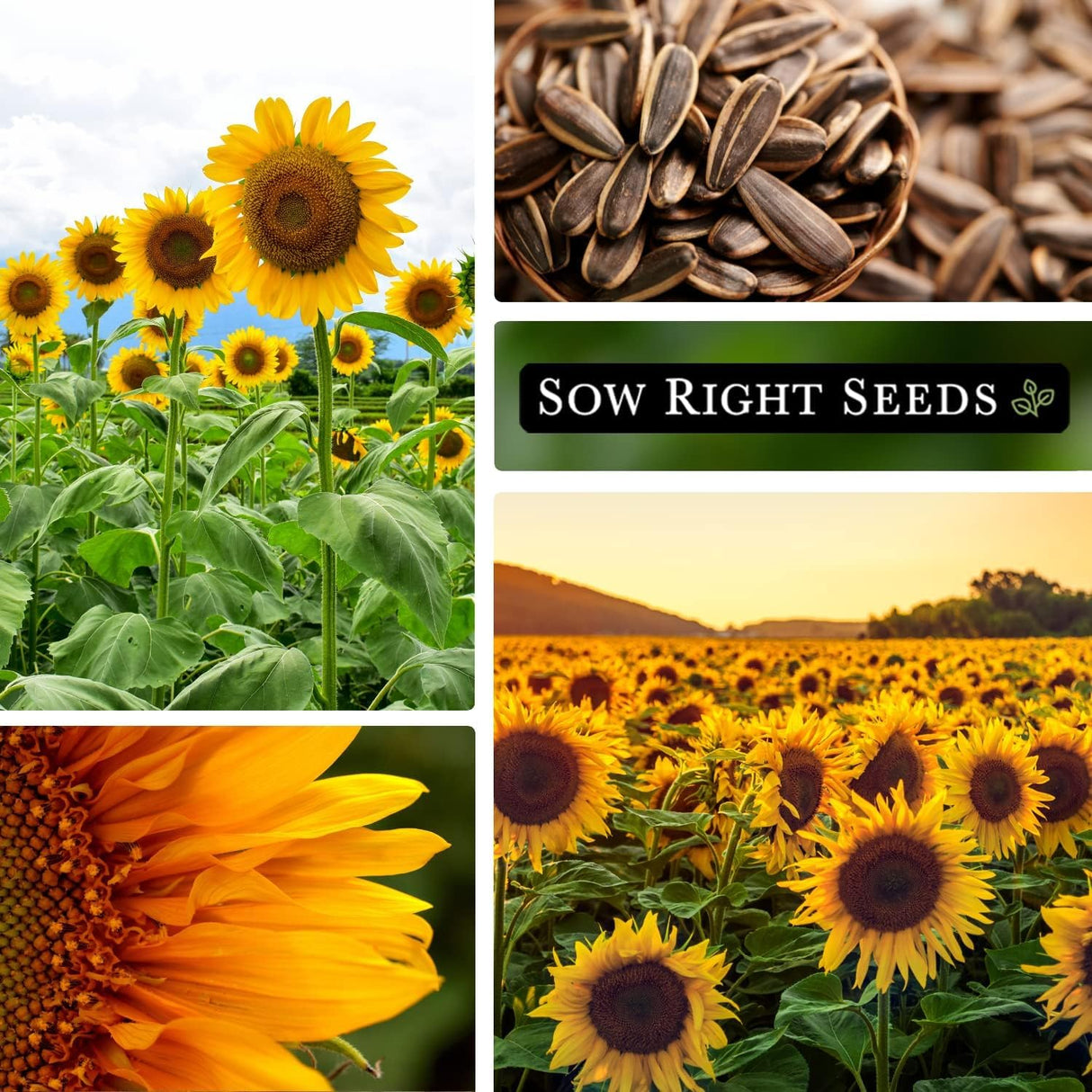 Semillas de Girasol Mammoth - Sow Right Seeds - No GMO (1)