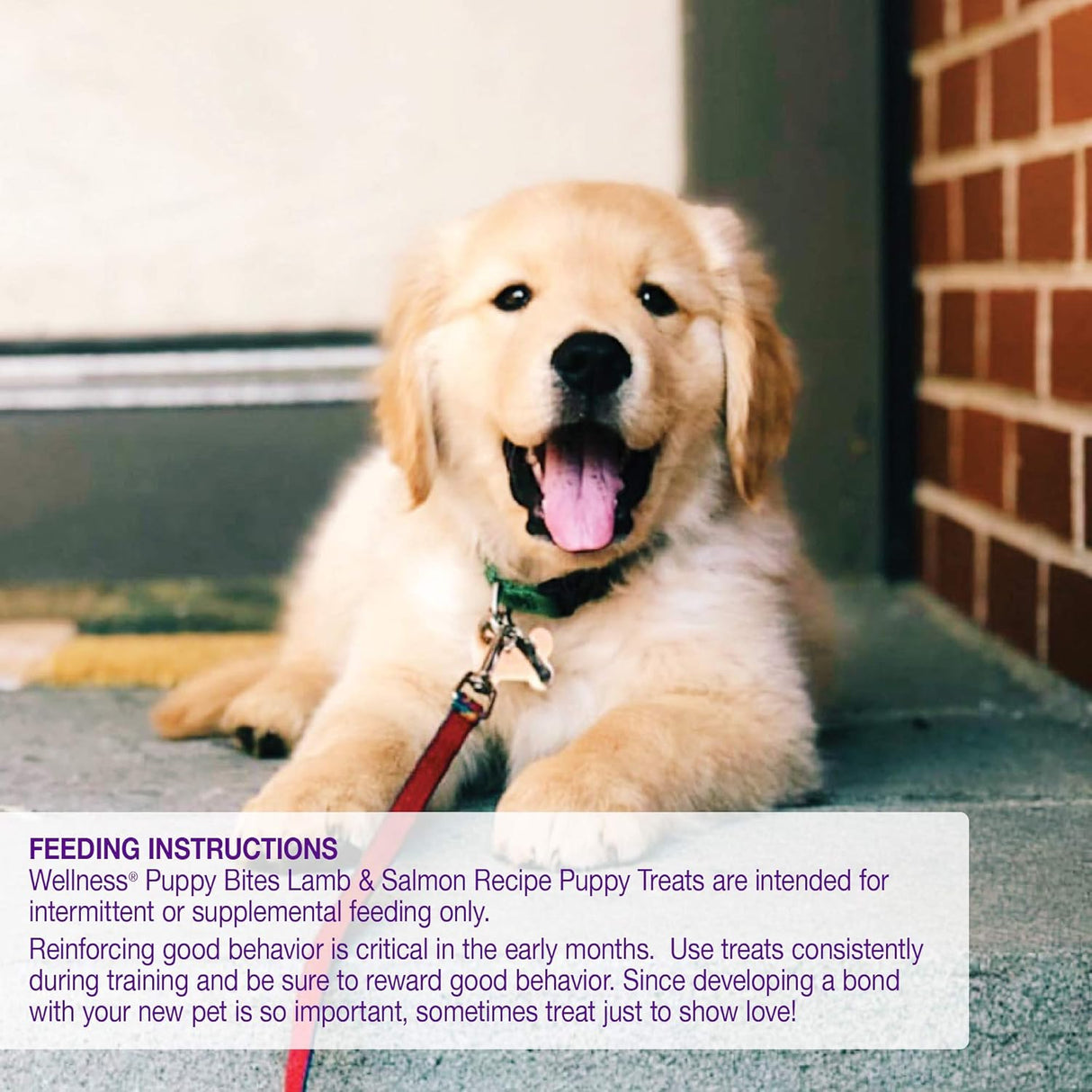 Galletas de Adiestramiento Wellness Puppy, Natural, Sin Granos