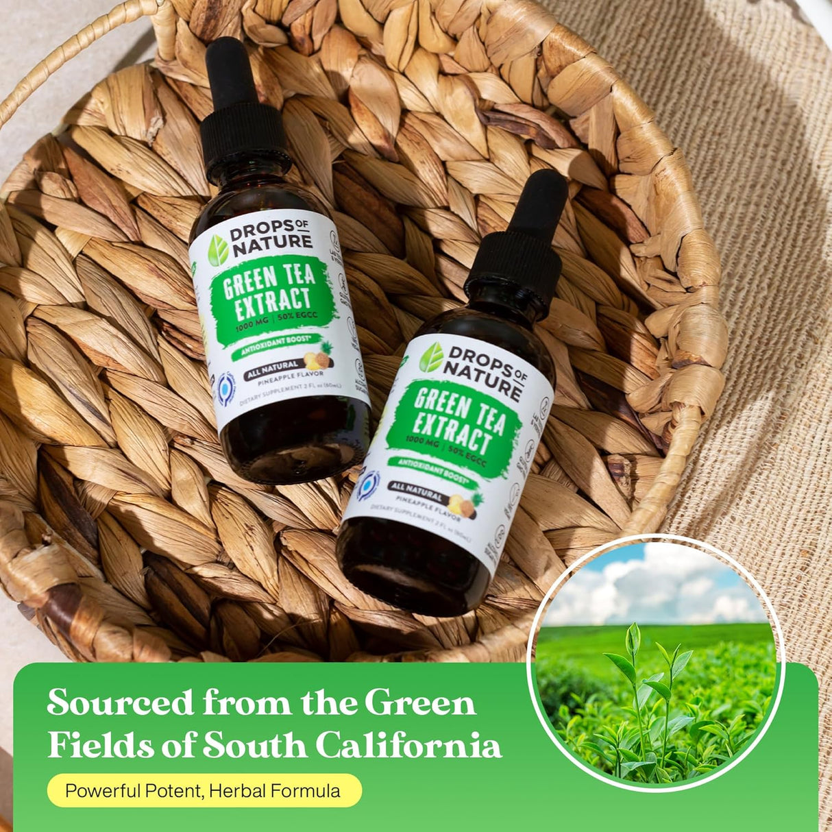 Suplemento Extracto de té verde – 1000 mg 50% EGCG 2 oz.