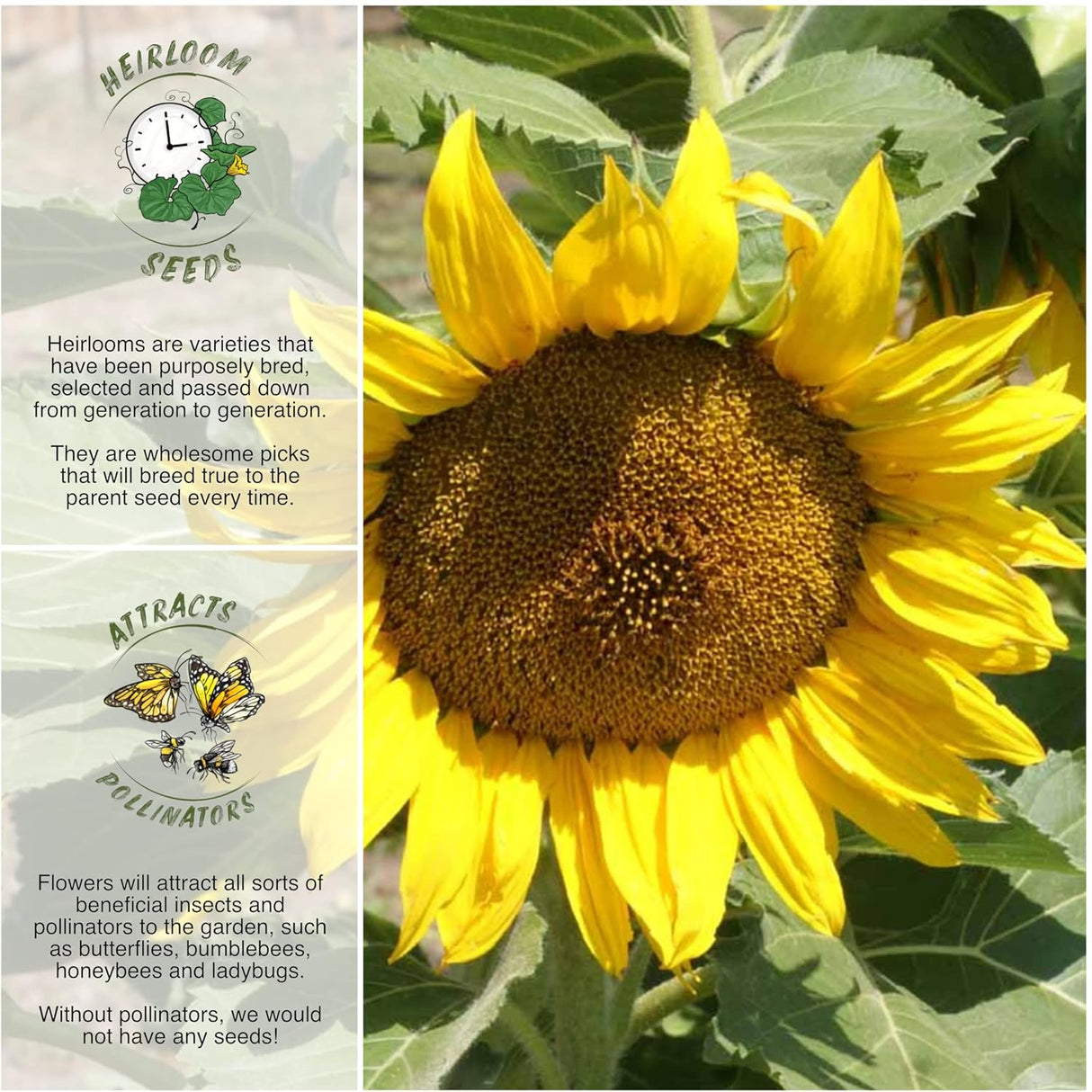 Semillas de Girasol Dwarf Sunspot - Seed Needs, 80 Heirloom