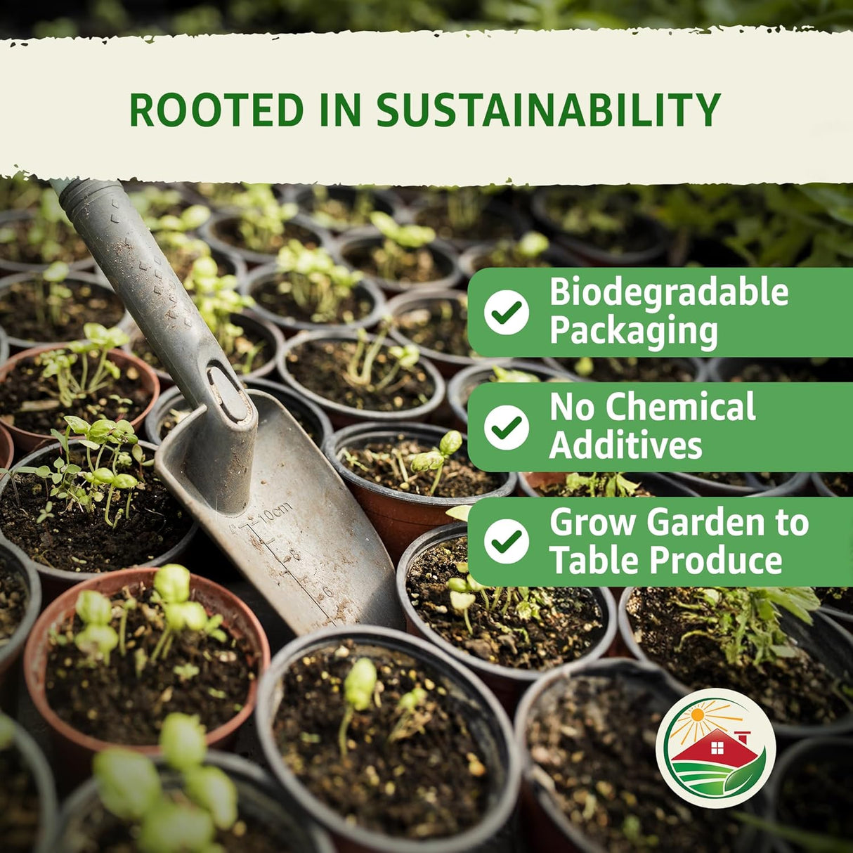 Semillas de Apio 52-70 de TKE Farms, No GMO, 2500+ semillas