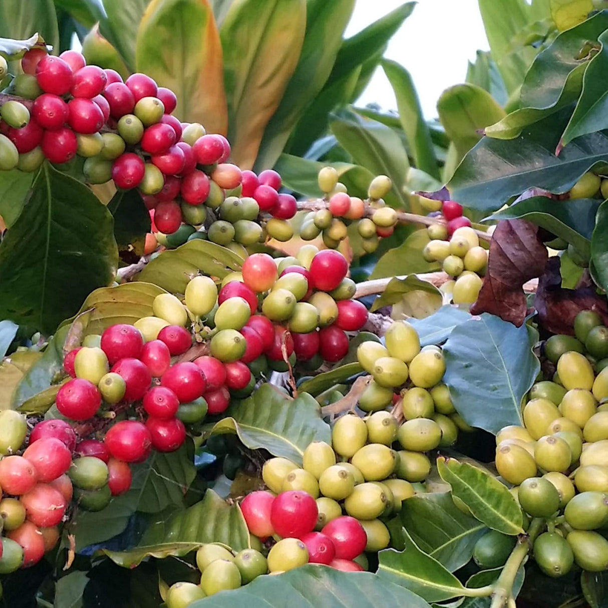 Café Gourmet Kona Joe Decaf, Tueste Medio, Granos 8 oz