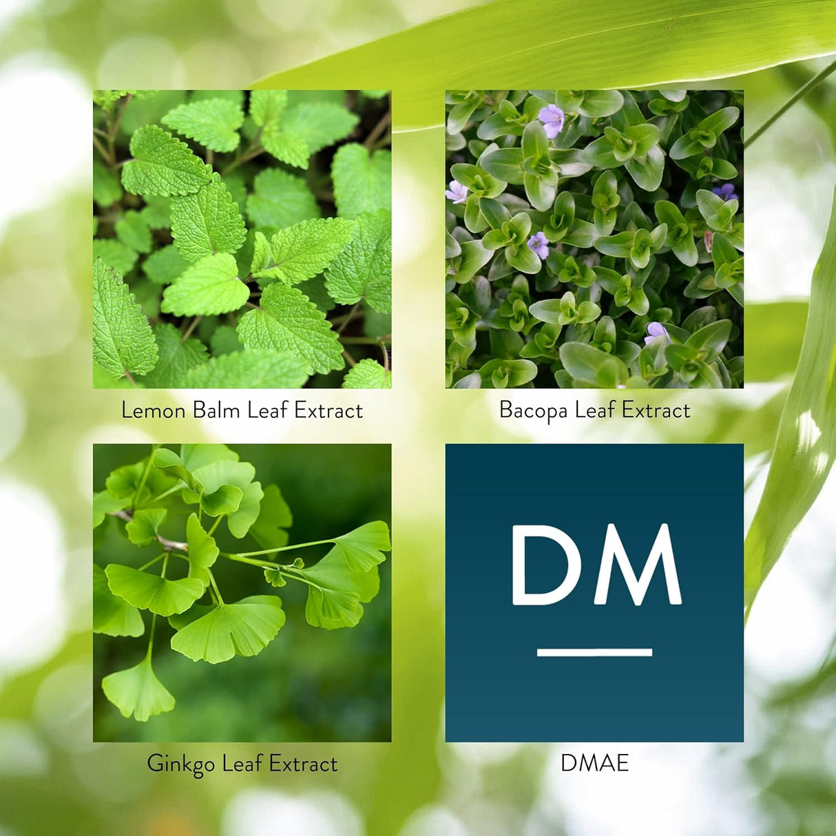 Cápsulas para el Enfoque y Circulación Cerebral, 90 Unidades