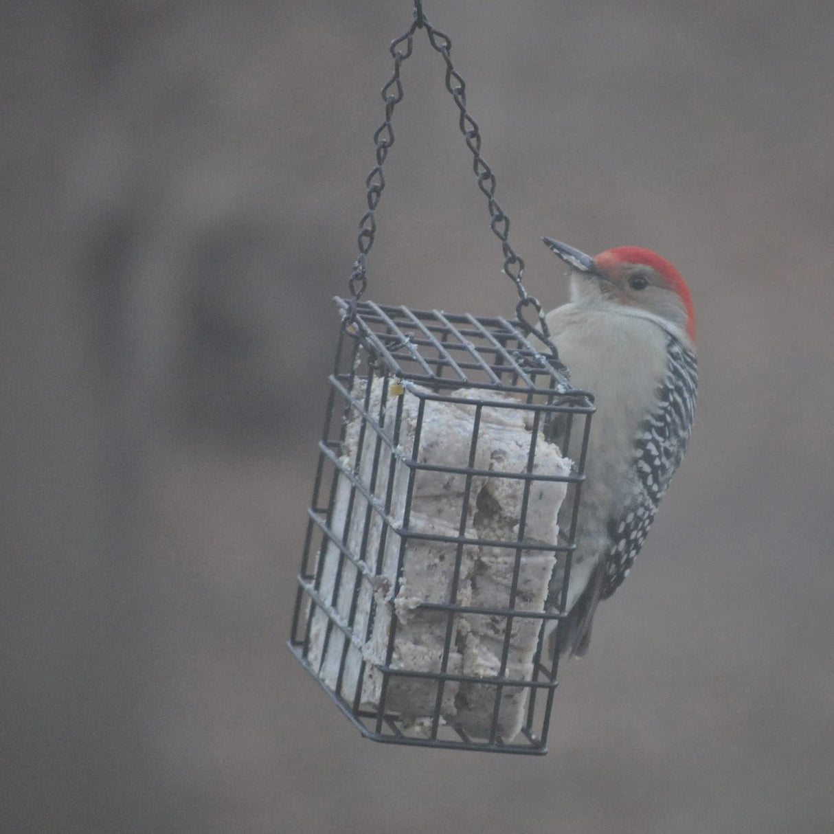 Alimentos para pajaros delicia de bayas 11.75 onzas ninguno
