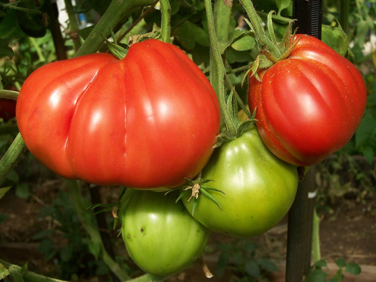 Semillas de Tomate Grande 100 lbs Non-GMO - 25 Semillas