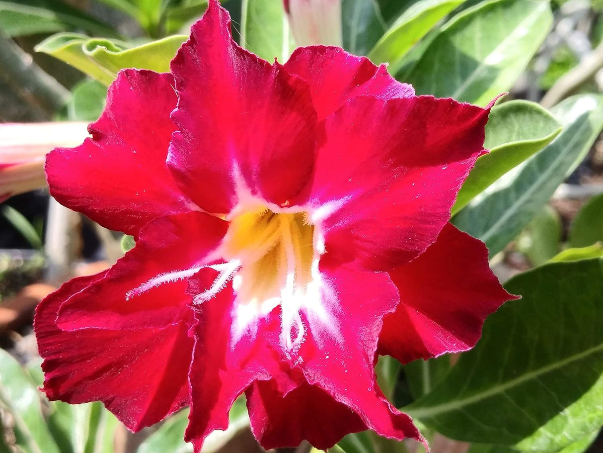 Semillas de Rosa del Desierto Adenium Obesum 100 Pack Mixto