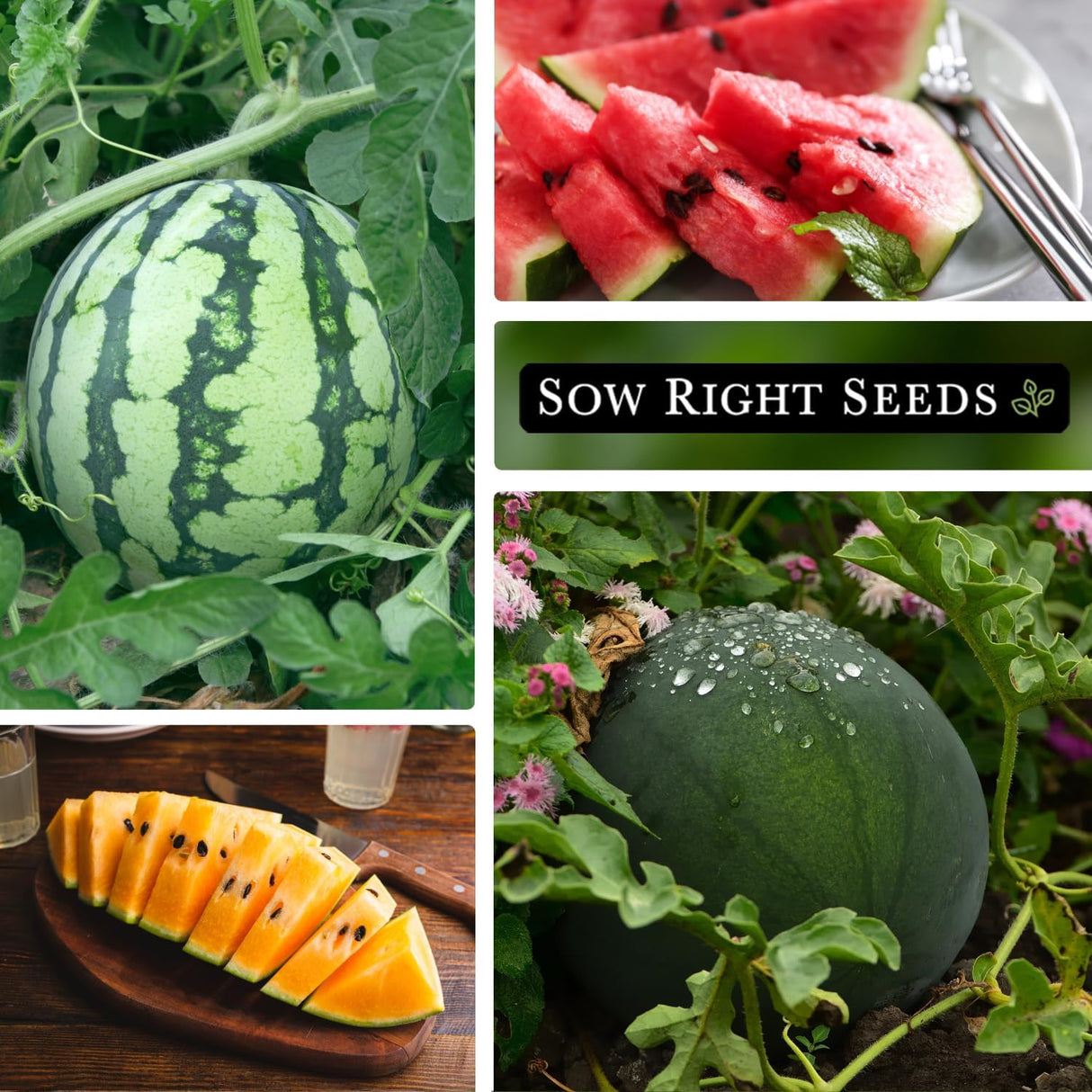 Colección de Semillas de Sandía - Sow Right Seeds - Heirloom