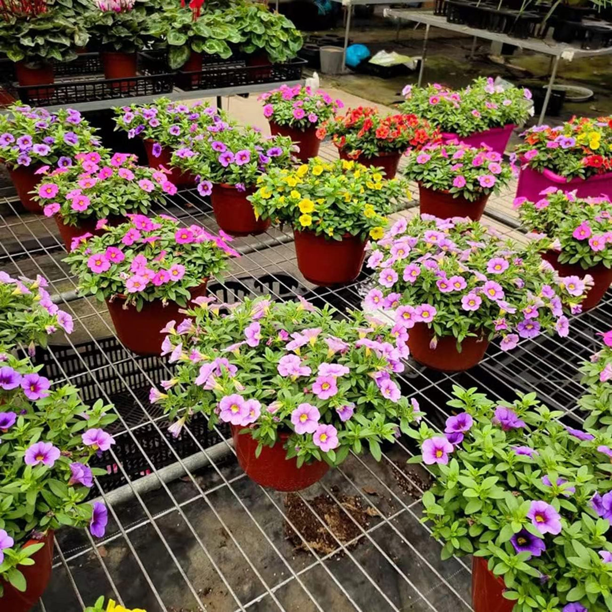 5000+ Semillas de Petunia Grandiflora para Jardín y Bonsai