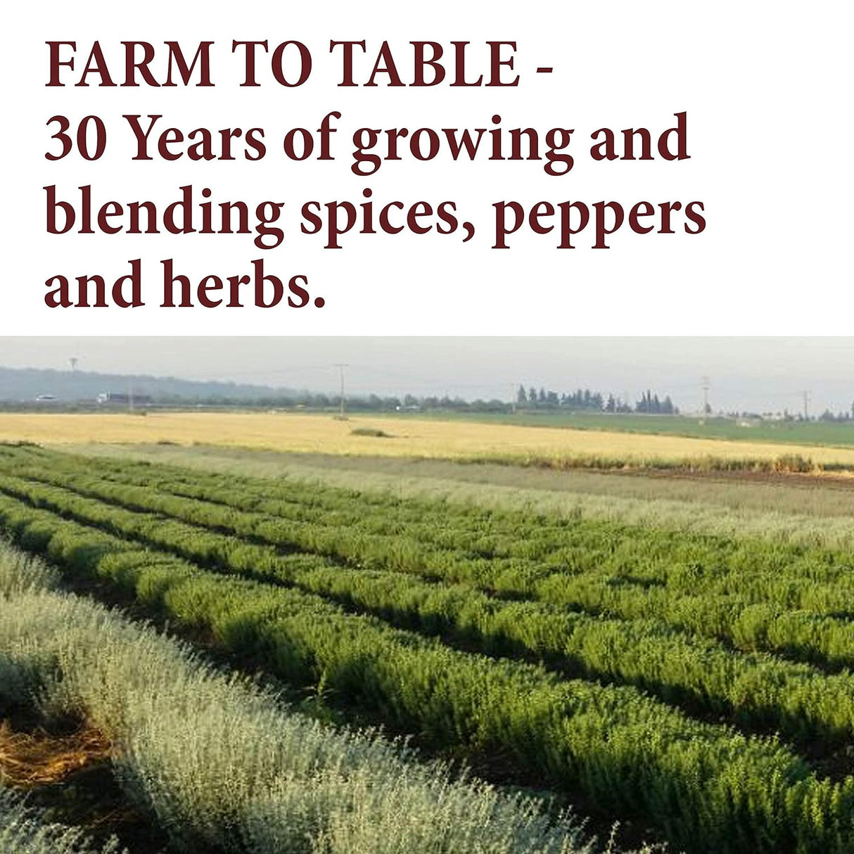 Canela Ceylán en Polvo - The Spice Way - 6 oz, 100% natural