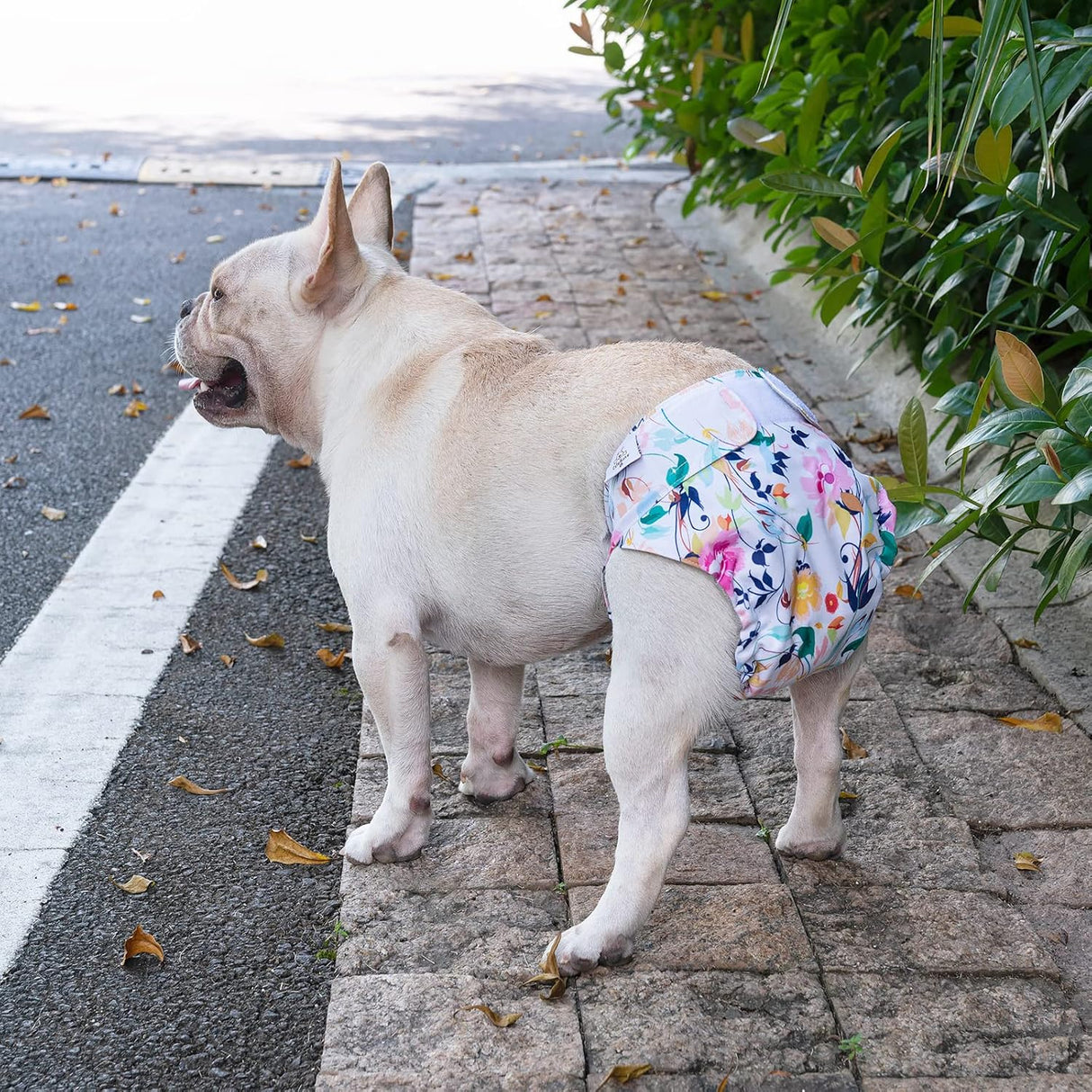 CuteBone Pañales para perras, sin agujero en la cola, lavables WWD02S