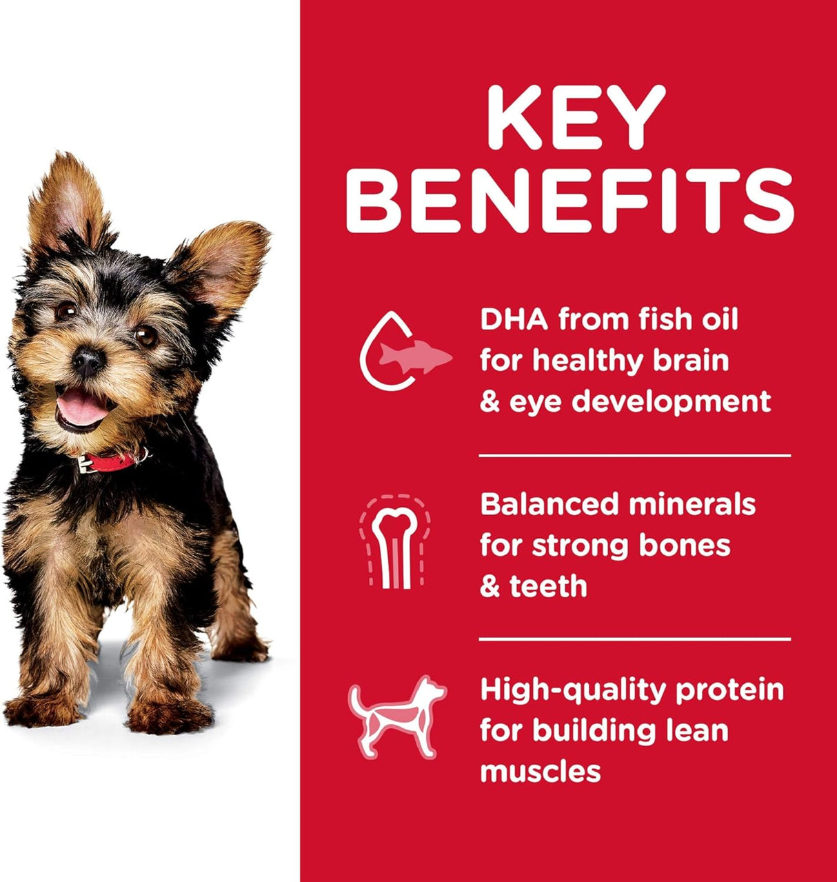 Alimento para Perros secos para perros de raza pequeña