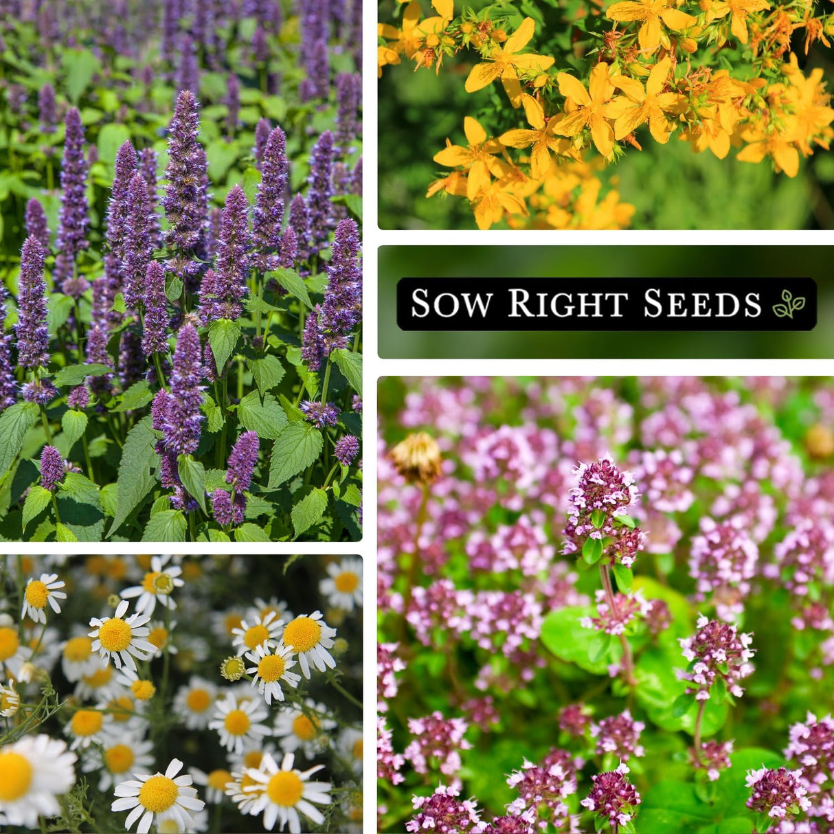 Colección de Semillas de Hierbas Medicinales - Sow Right Seeds