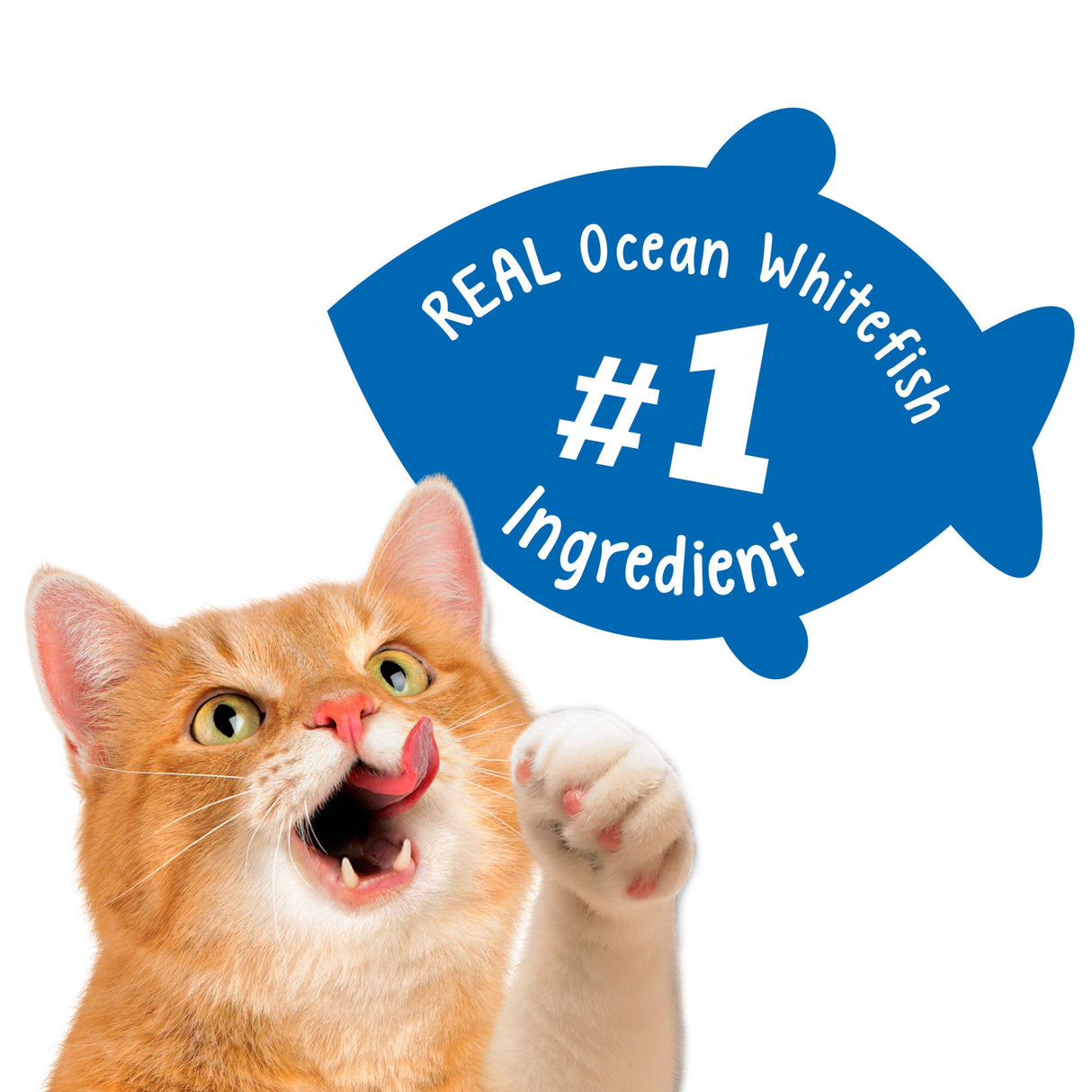 comida para gatos adultos paquete de 10 2.1 oz