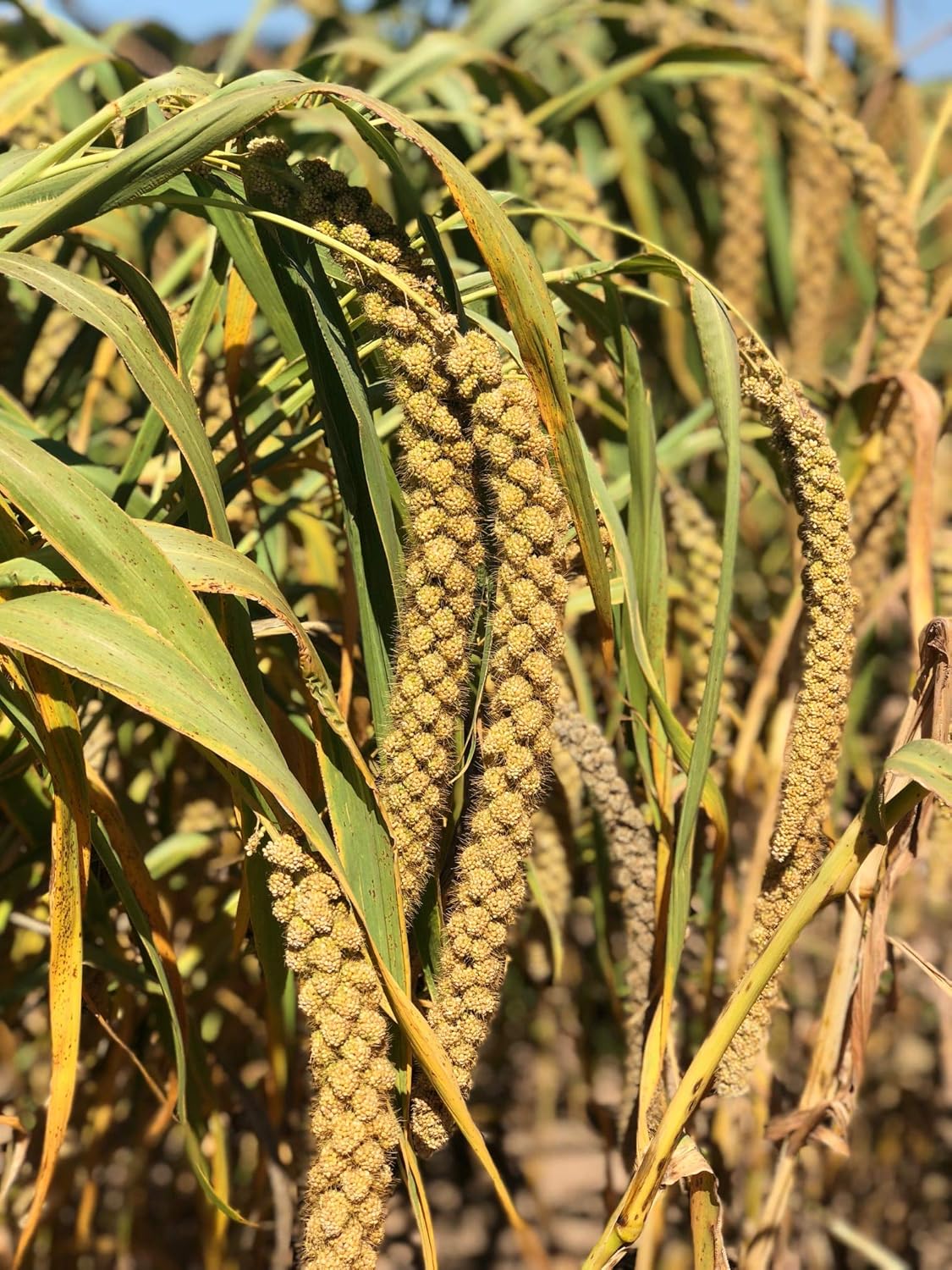 Mijo de golosinas secado al sol para pájaros mascotas