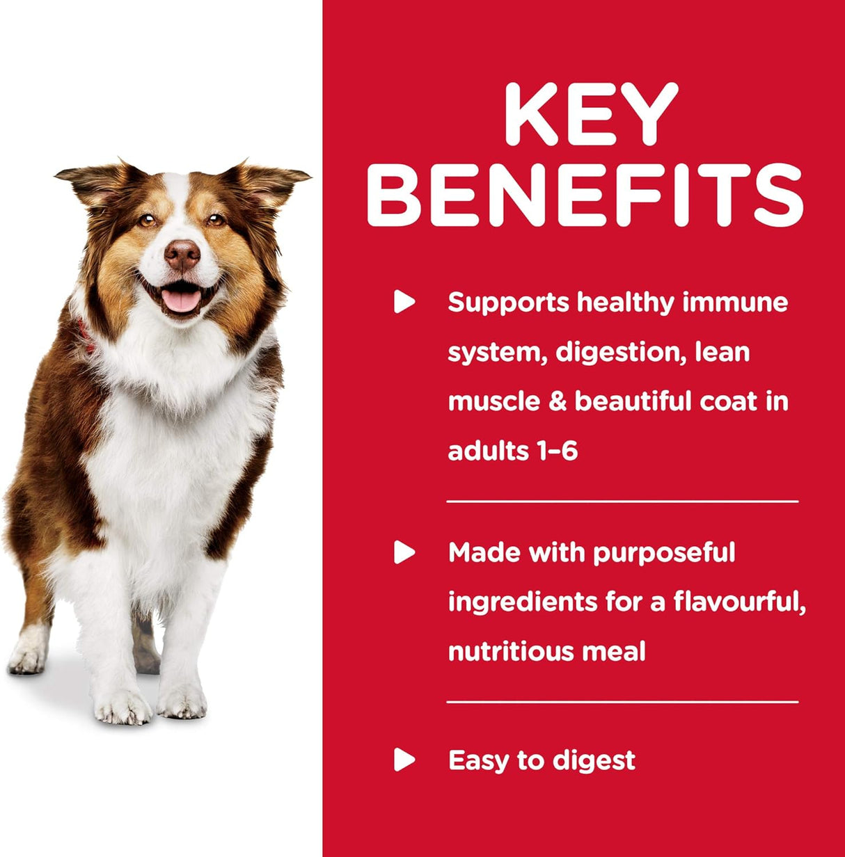 Alimento para Perros Comida enlatada guisada dietética