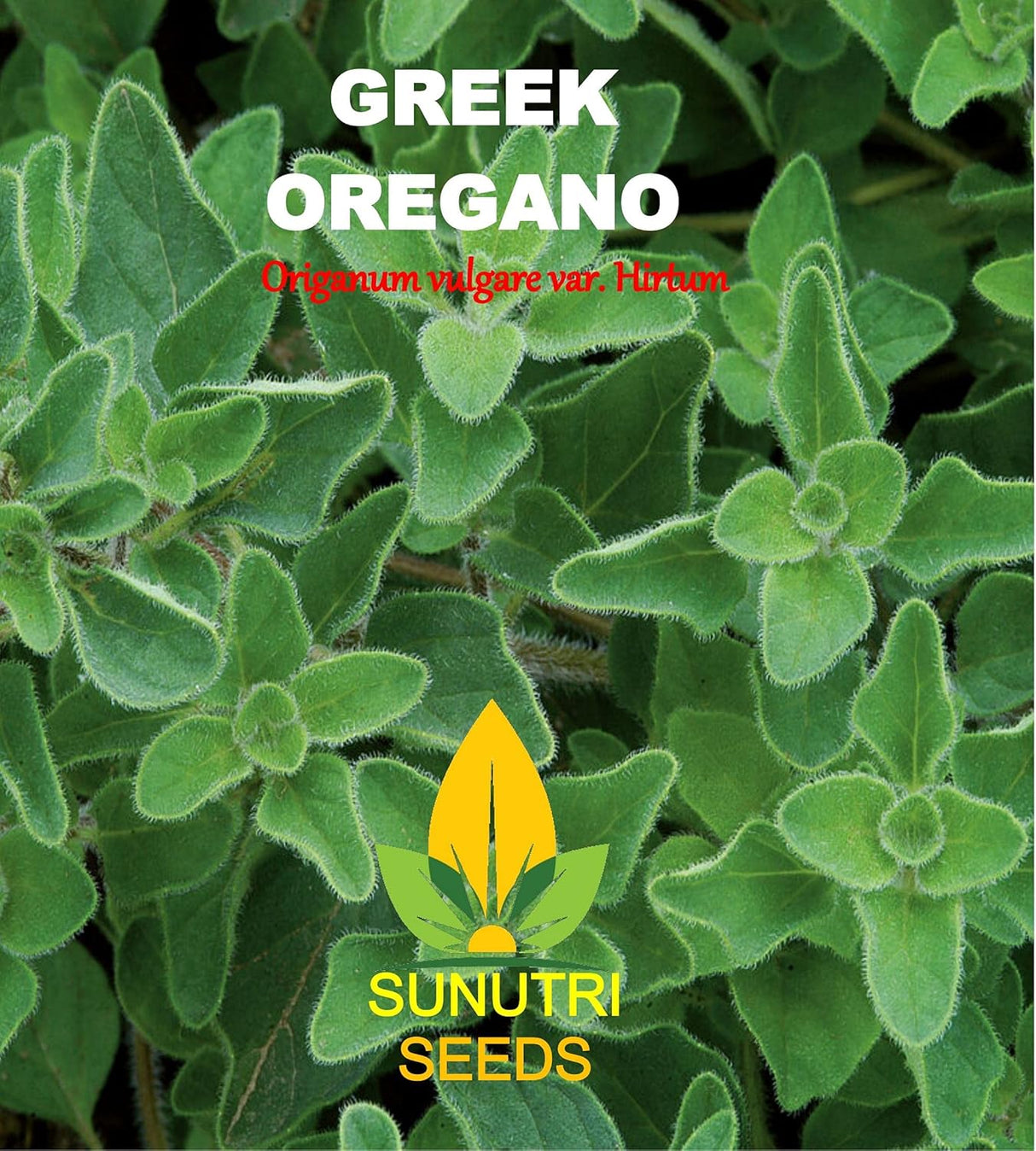 Semillas de Orégano Griego, Heirloom, No GMO, Origanum vulgare