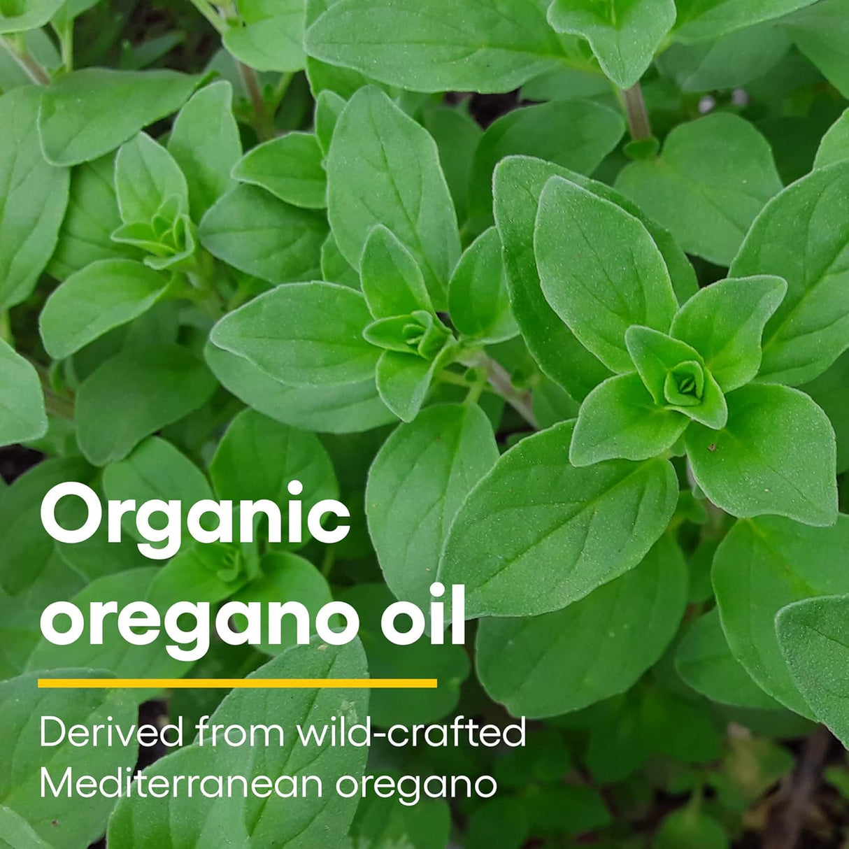Suplemento Aceite de orégano orgánico 1 onza de Natural