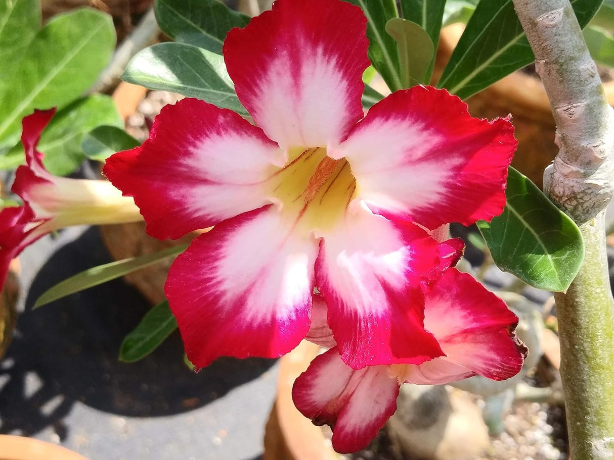 Semillas de Rosa del Desierto Adenium Obesum 100 Pack Mixto