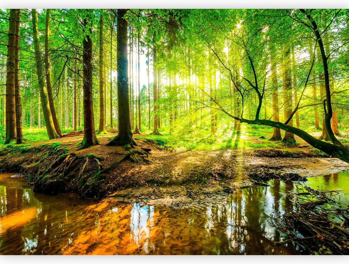 Mural Autoadhesivo Artgeist Bosque 116x83 in c-B-0241-a-a