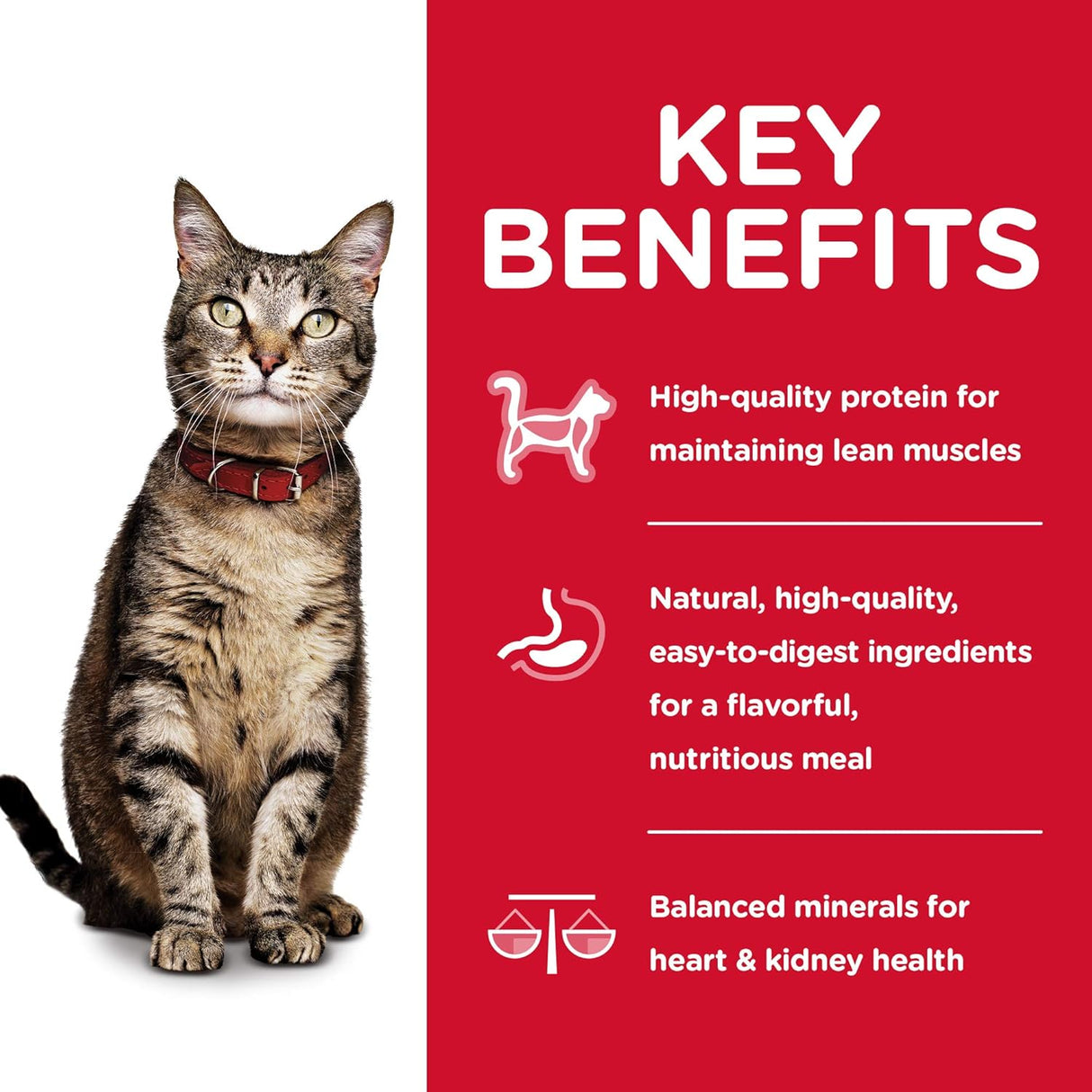 Alimento húmedo enlatado para gatos paquete de 12