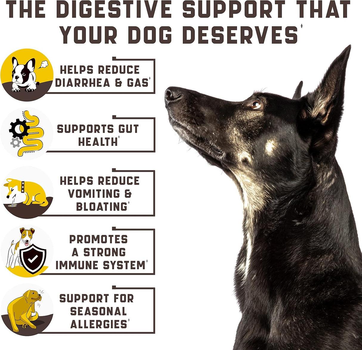 Probióticos para perros, Apoya la salud intestinal, alergias