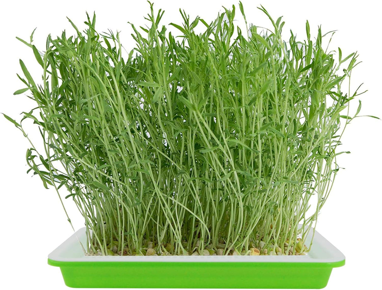 Bandeja para Cultivo 10 bandejas para brotes de semillas