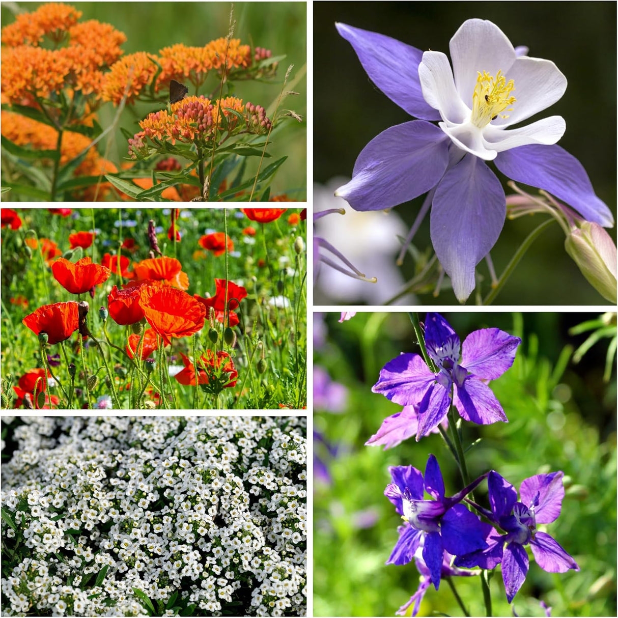 Semillas de Flores para Colibríes y Mariposas, Seed Needs